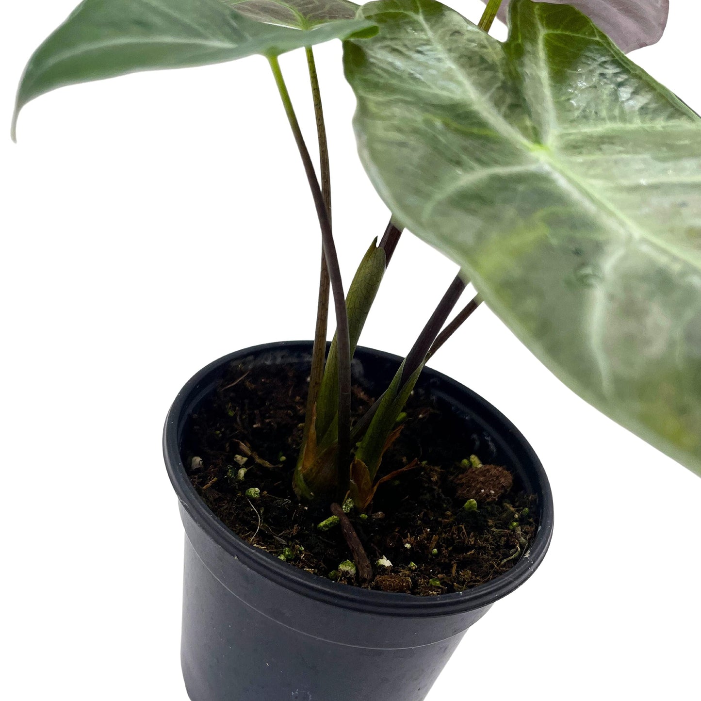 Alocasia Ebony, 4 inch, Jewel Alocasia x Amazonica, Healthy