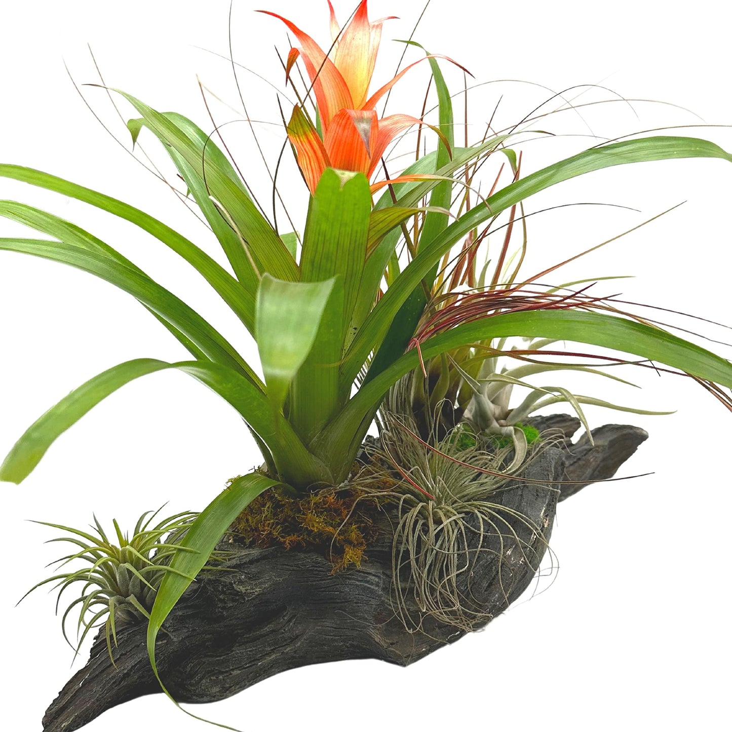 Large Bromeliad Driftwood Planter, Assorted Flowering Bromeliads in Natural Wood Pot