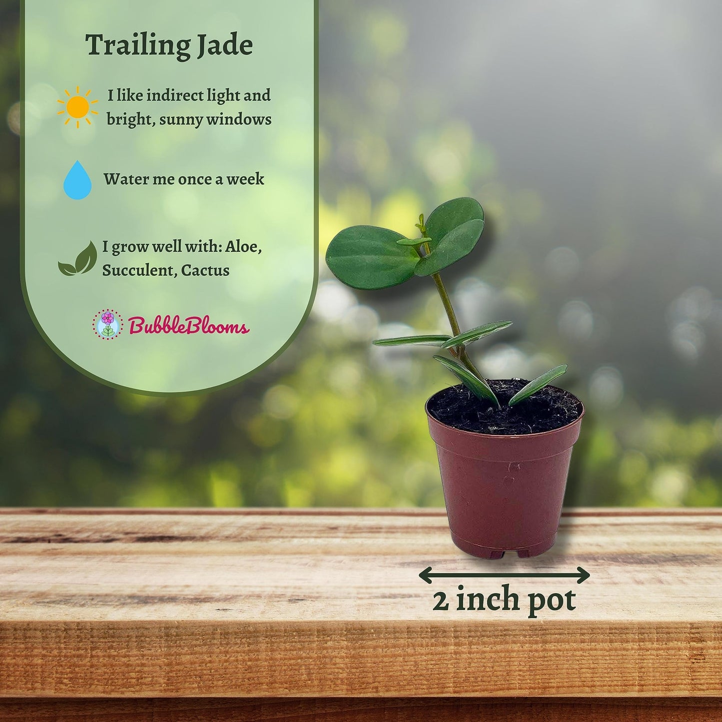 jade peperomia plant BubbleBlooms Peperomia Hope in a 2 inch Pot Trailing Jade peperomia ro – Florida House Plants