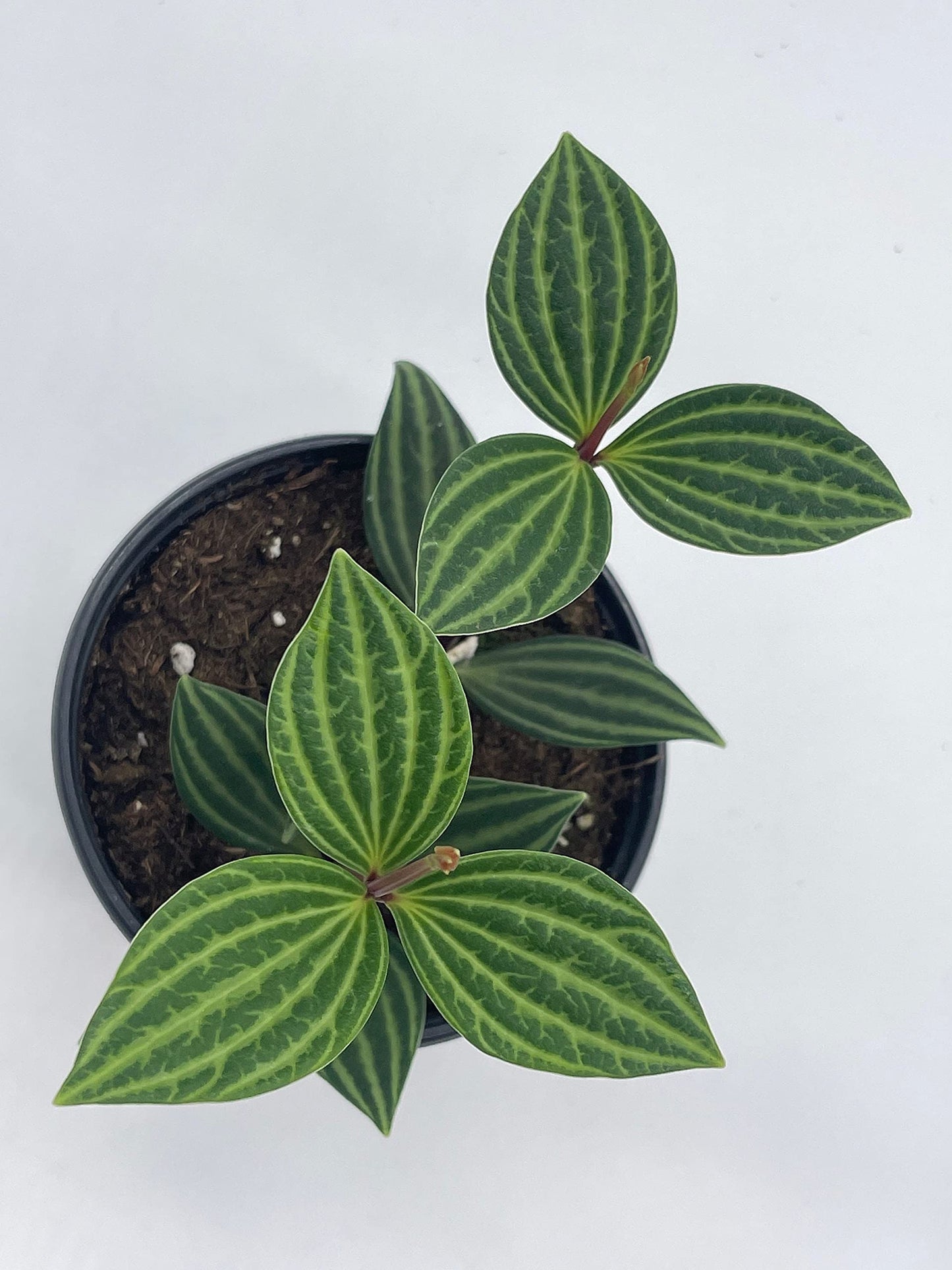 Peperomia Puteolata, 4 inch, Stilt Peperomia, Parallel Peperomia