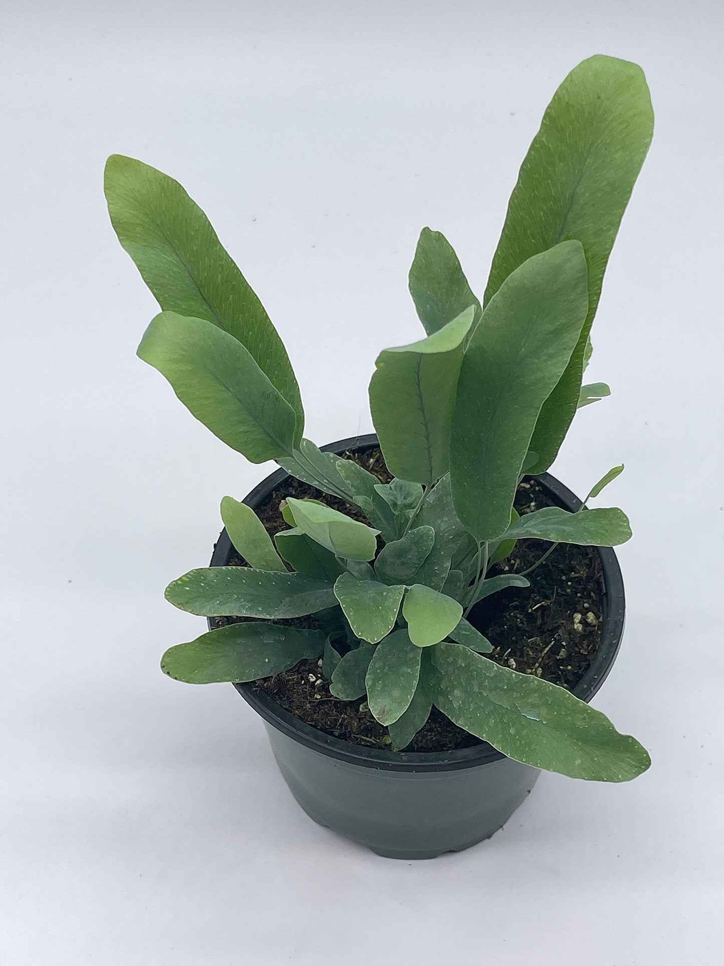 Phlebodium aureum, 4 inch, Tongue Fern, Rabbit's Foot Fern, Exotic Fern