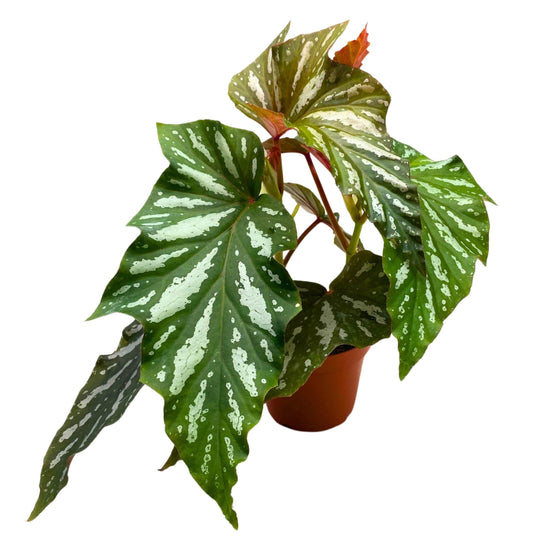 Harmony Foliage Harmony's Silver Mist Angel Wing Begonia 4 inch