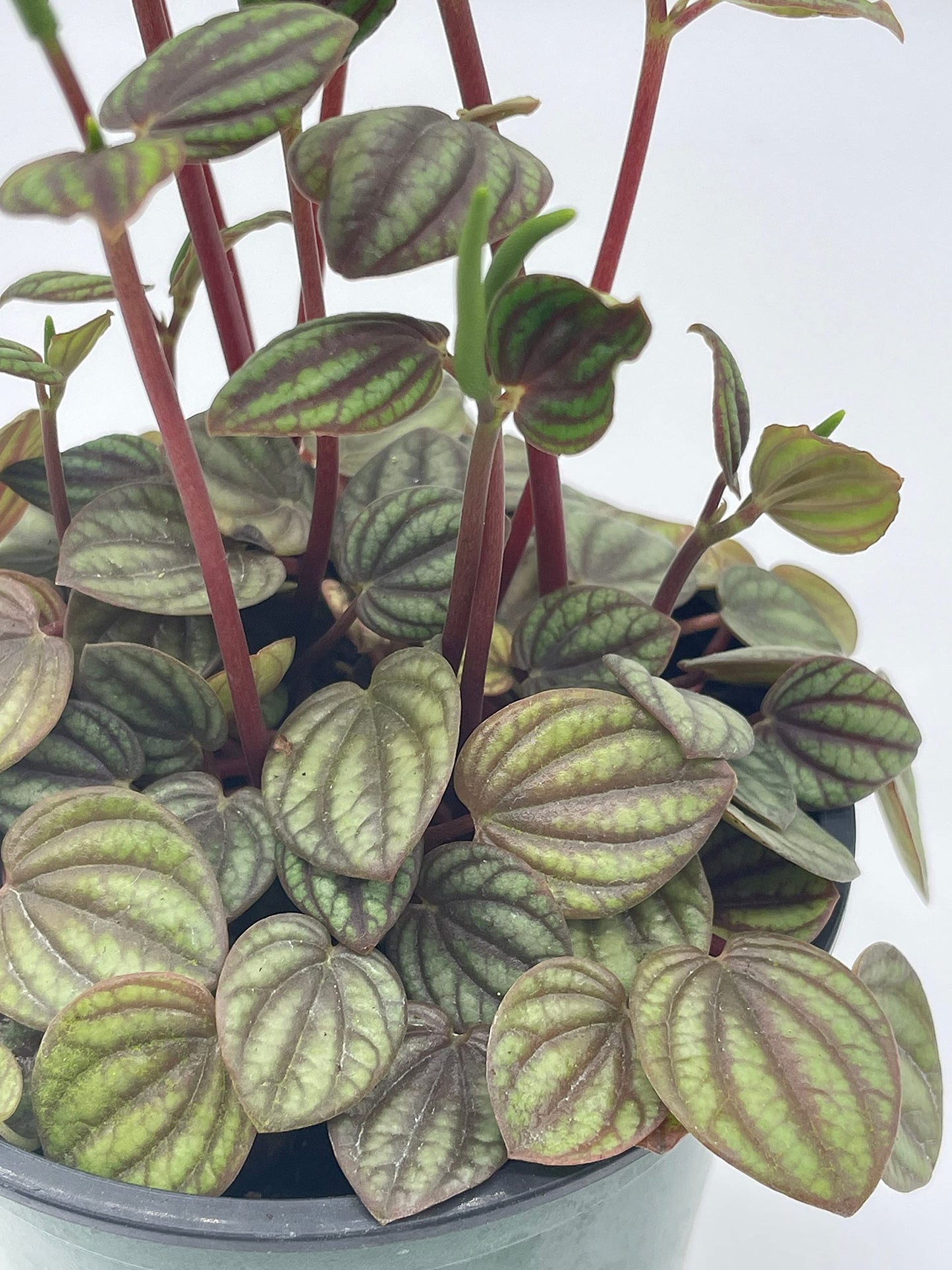 Peperomia Piccolo Banda, albovittata,4 inch Pot, Rare Mixed Frost peperomia