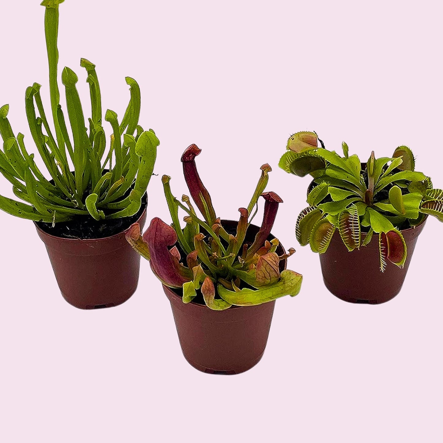 Carnivorous Plant Assortment Set, All Different Plant Species, 3 Live Potted Plants in 2 inch Pots by BubbleBlooms