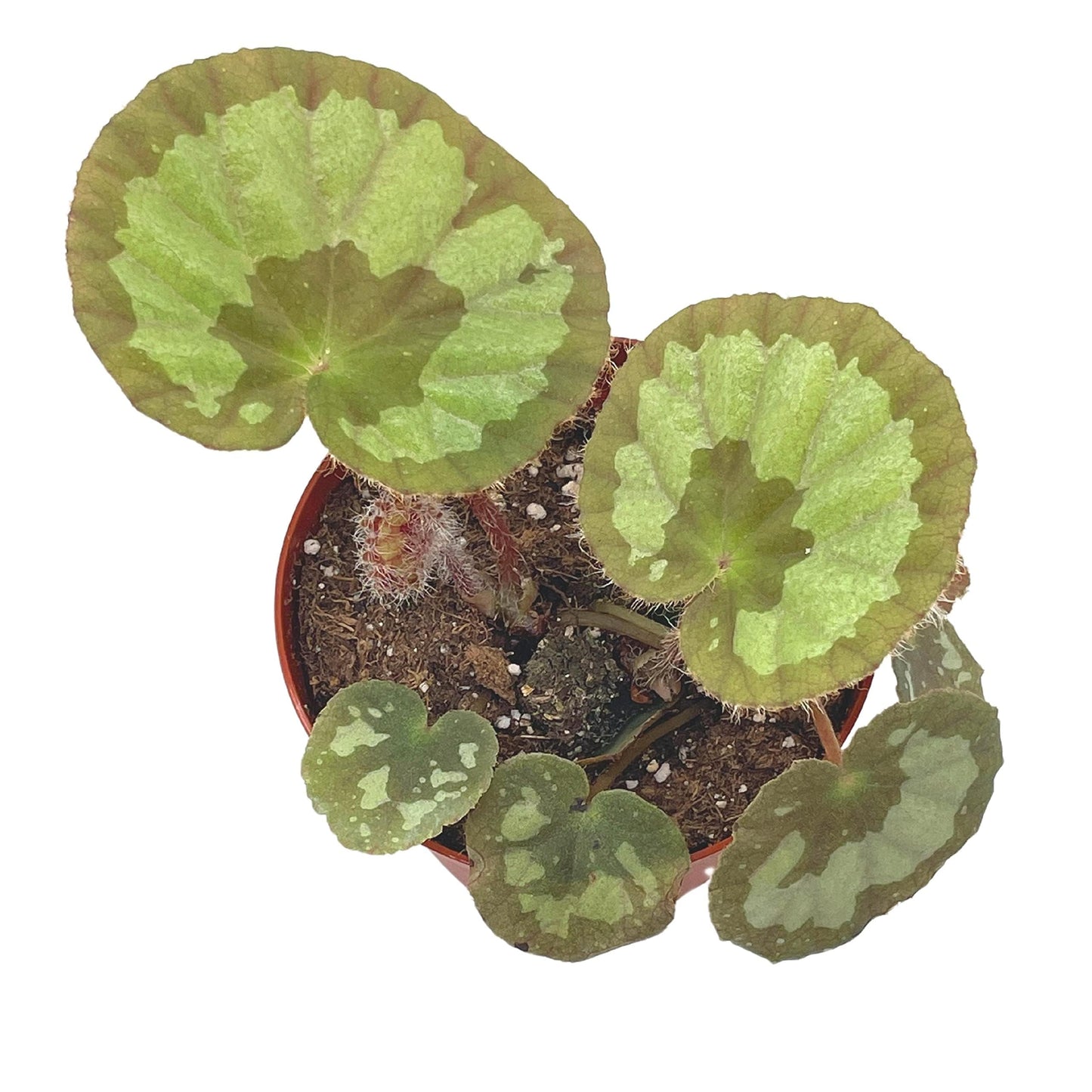 BubbleBlooms Harmony's Jingxiensis VAR Maschanica, Rare 4 inch Begonia Rex