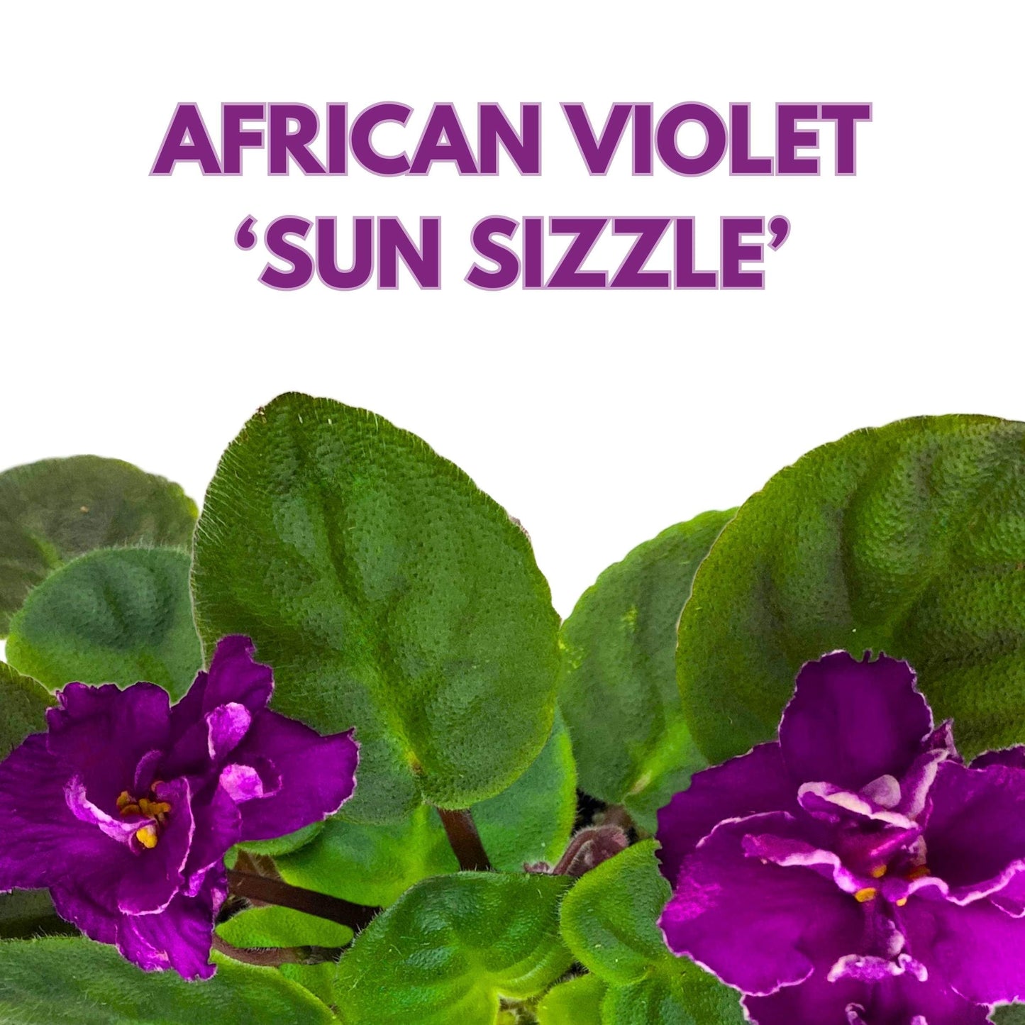 Harmony Foliage Sun Sizzle African Violet Saintpaulia 4 inch