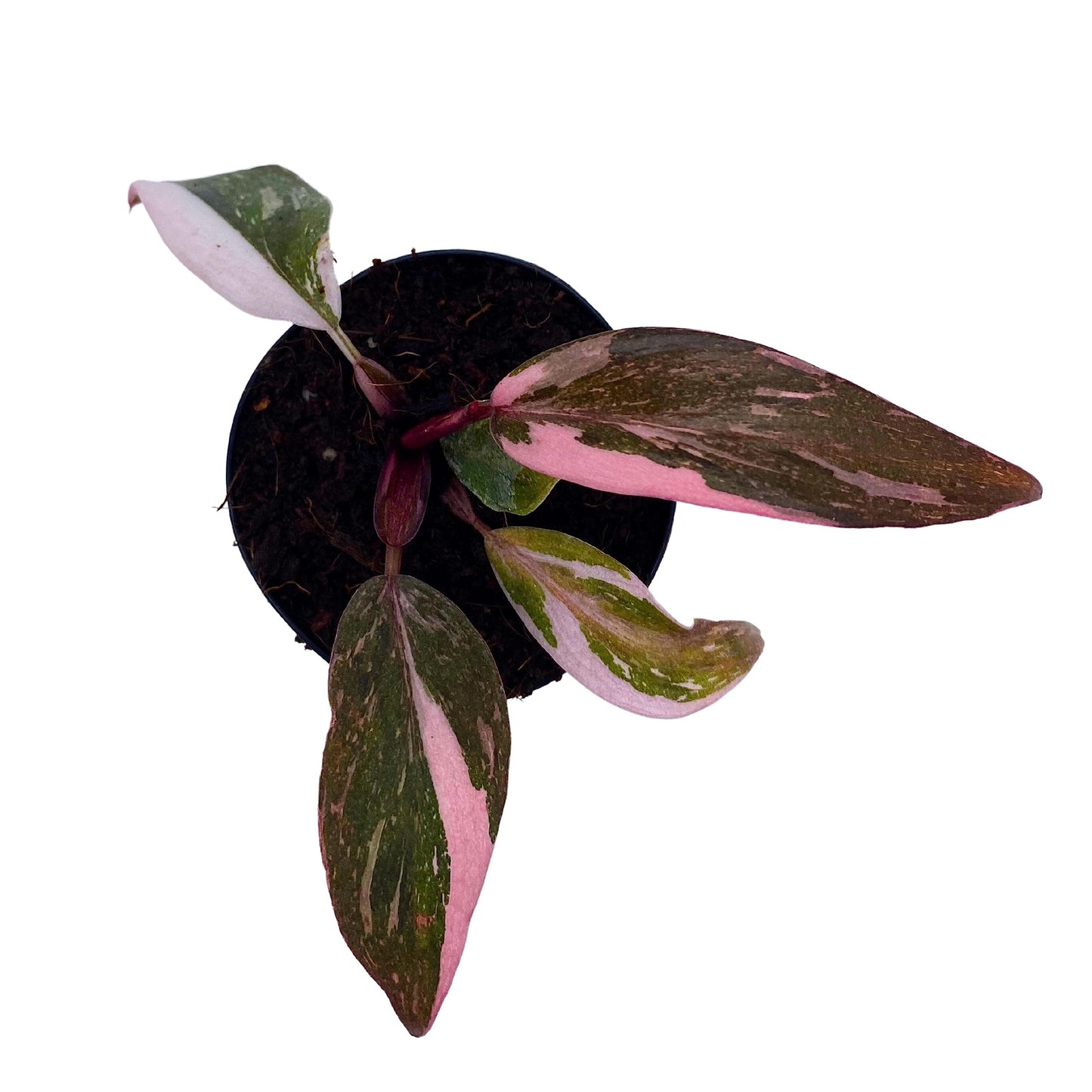 Pink Princess Philodendron, in 2 inch Pot Blushing Philodendron, Philodendron Erubesens Hybrid