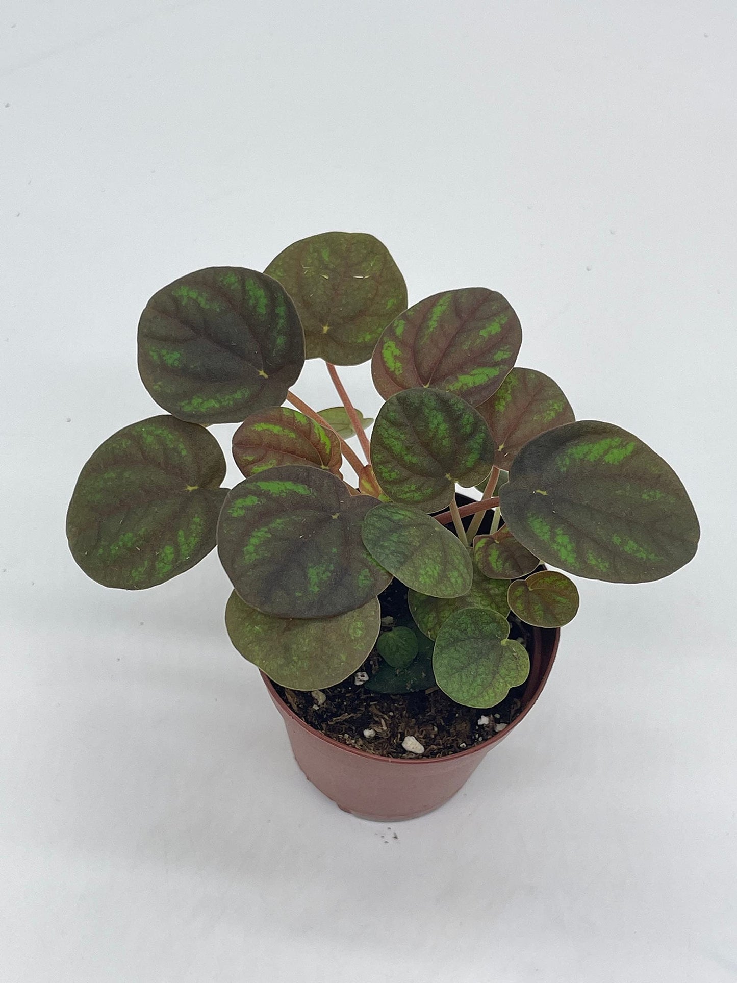 Peppermill Peperomia Frost, 2 inch, (Brownish) Emerald Ripple Pepper, caperata, albovittata