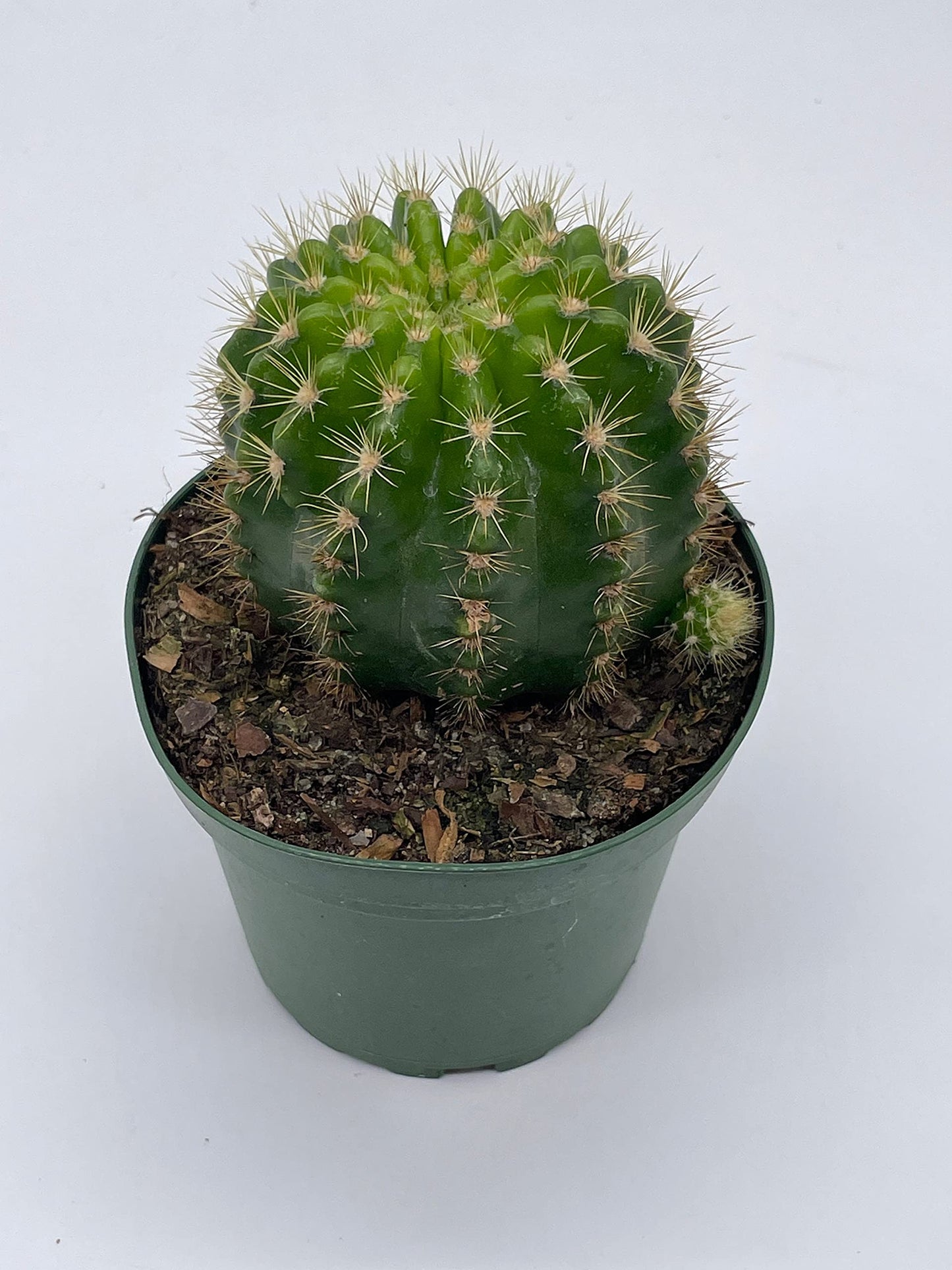 Lemon Barrel Cactus, 4 inch, Echinopsis Calochlora