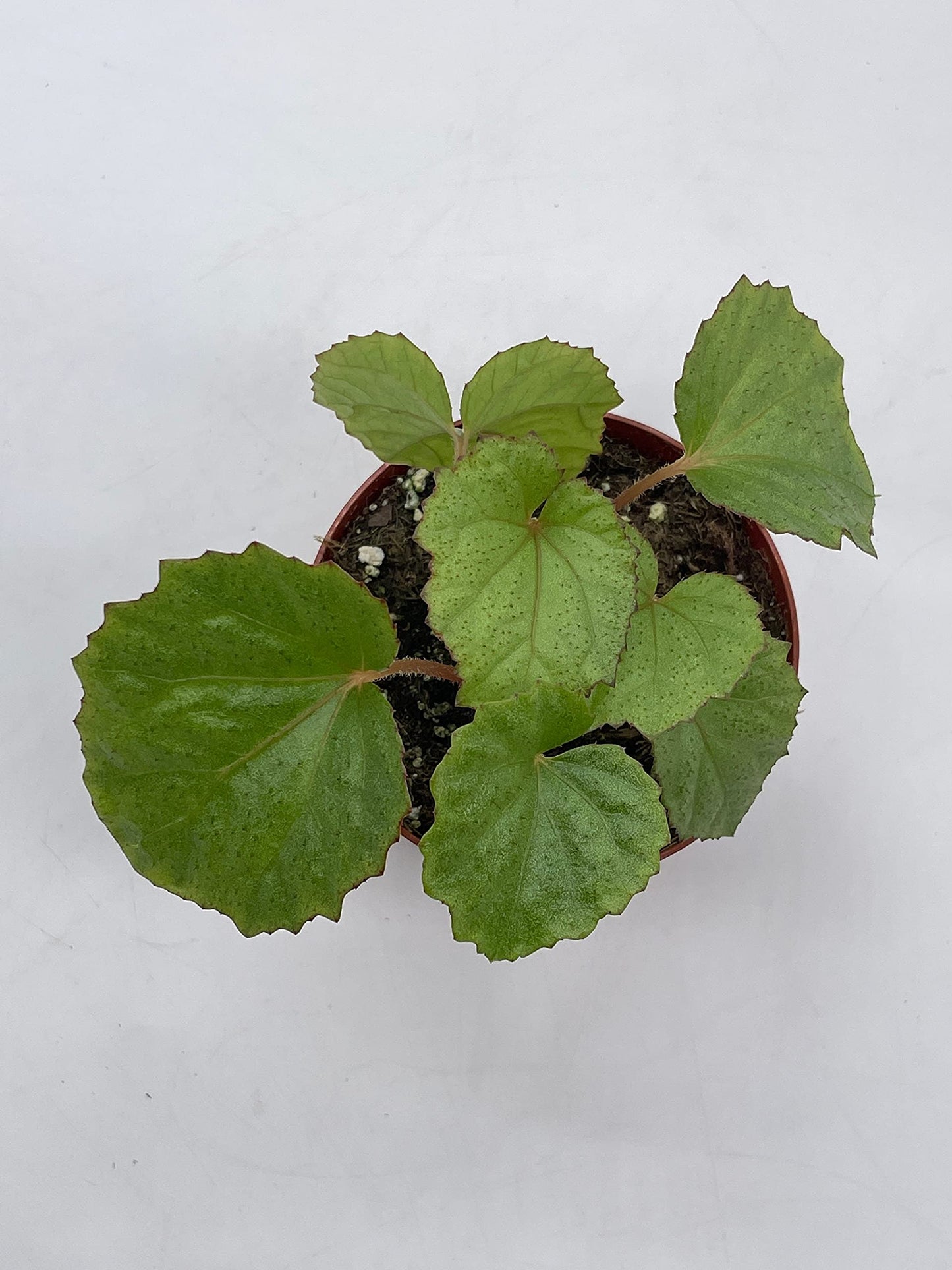 BubbleBlooms Harmony's Miri, Begonia Rex, 4 inch, Red Hairs, Painted-Leaf Begonia, Unique Homegrown Exclusive