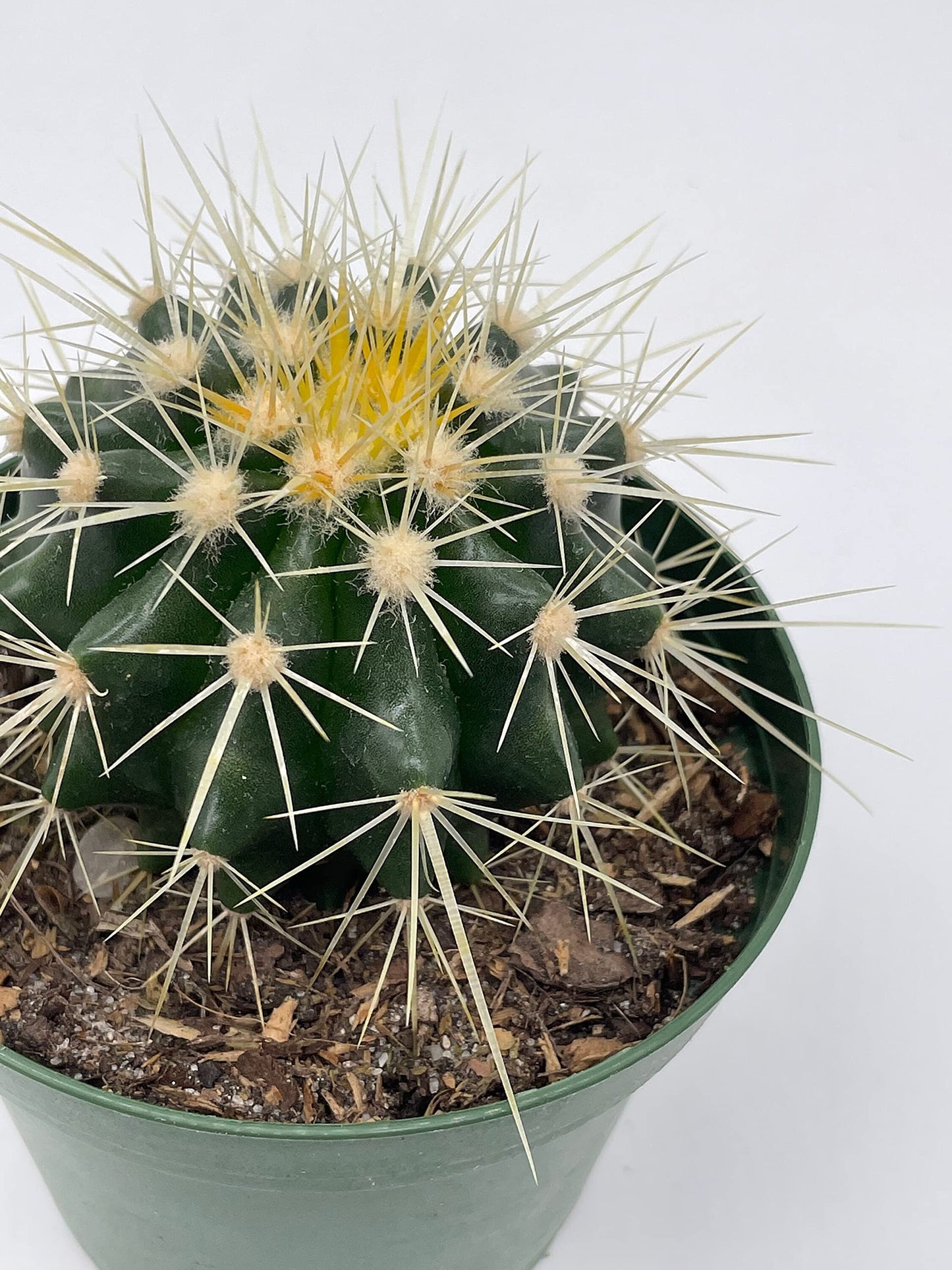 Golden Barrel Cactus, Echinocactus Grusonii, 4 inch