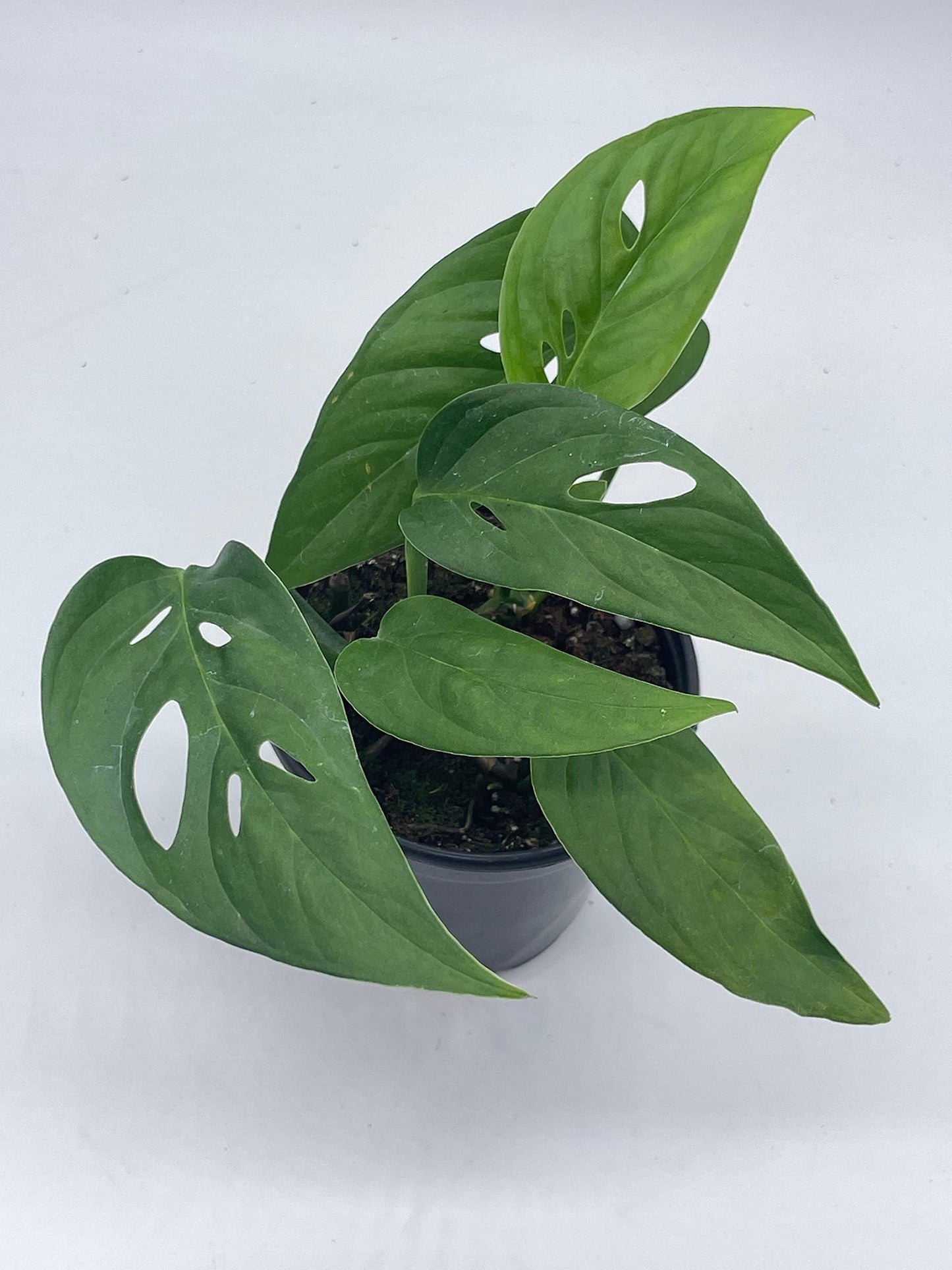 Monstera Adansonii Narrow, 4 inch, Swiss Cheese, Narrow-Leaved