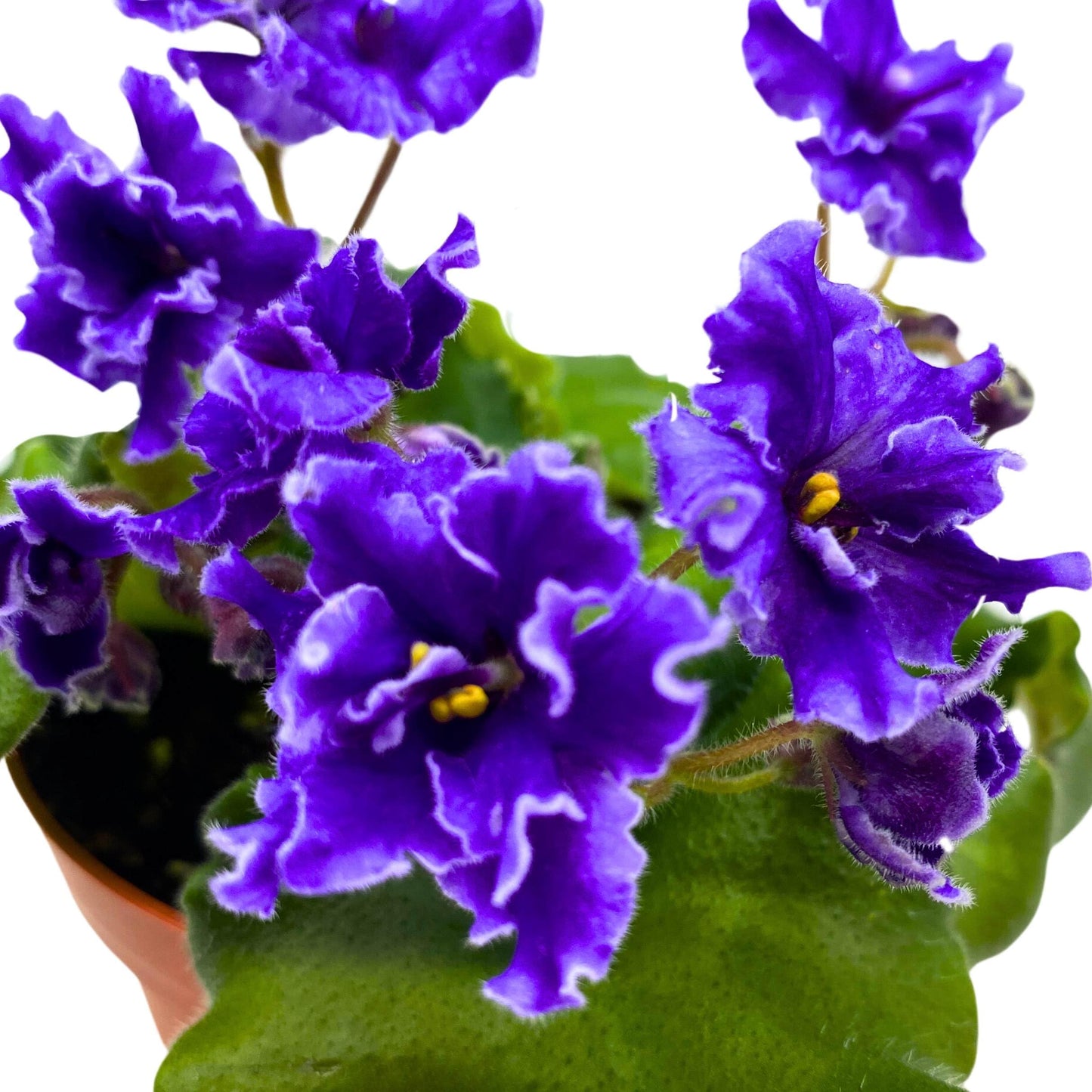 Harmony Foliage Buckeye Party Streamers African Violet Saintpaulia 4 inch