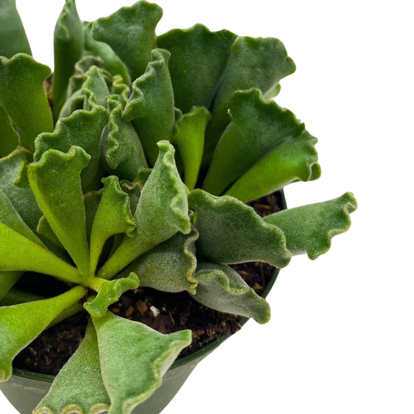 BubbleBlooms Pie Crust Succulent, Key Lime Pie Crinkle Leaf Plant, 4 inch