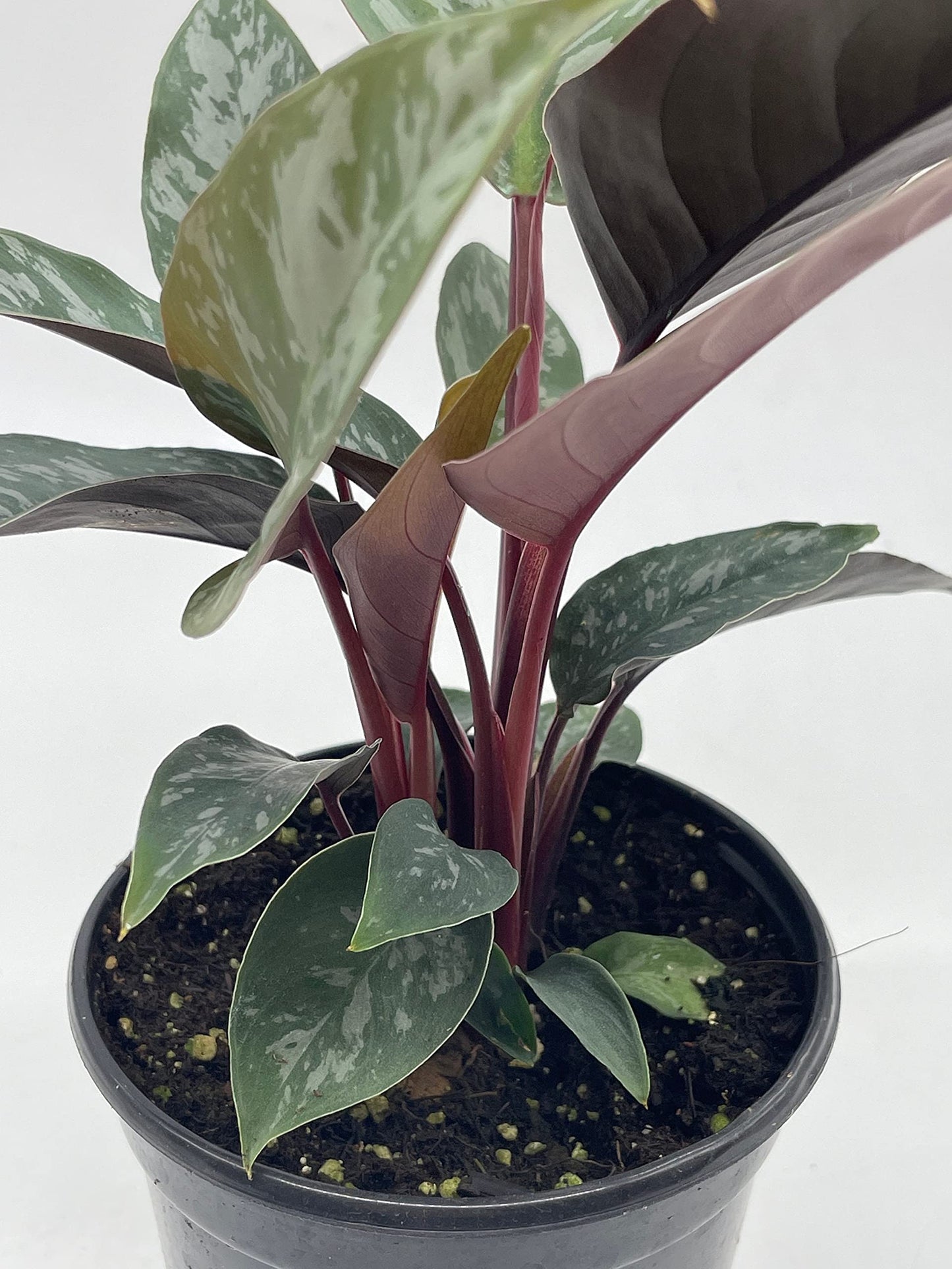 Apoballis Acuminatissima Lavallei, 4 inch, Rare Selby, Beautiful Houseplant