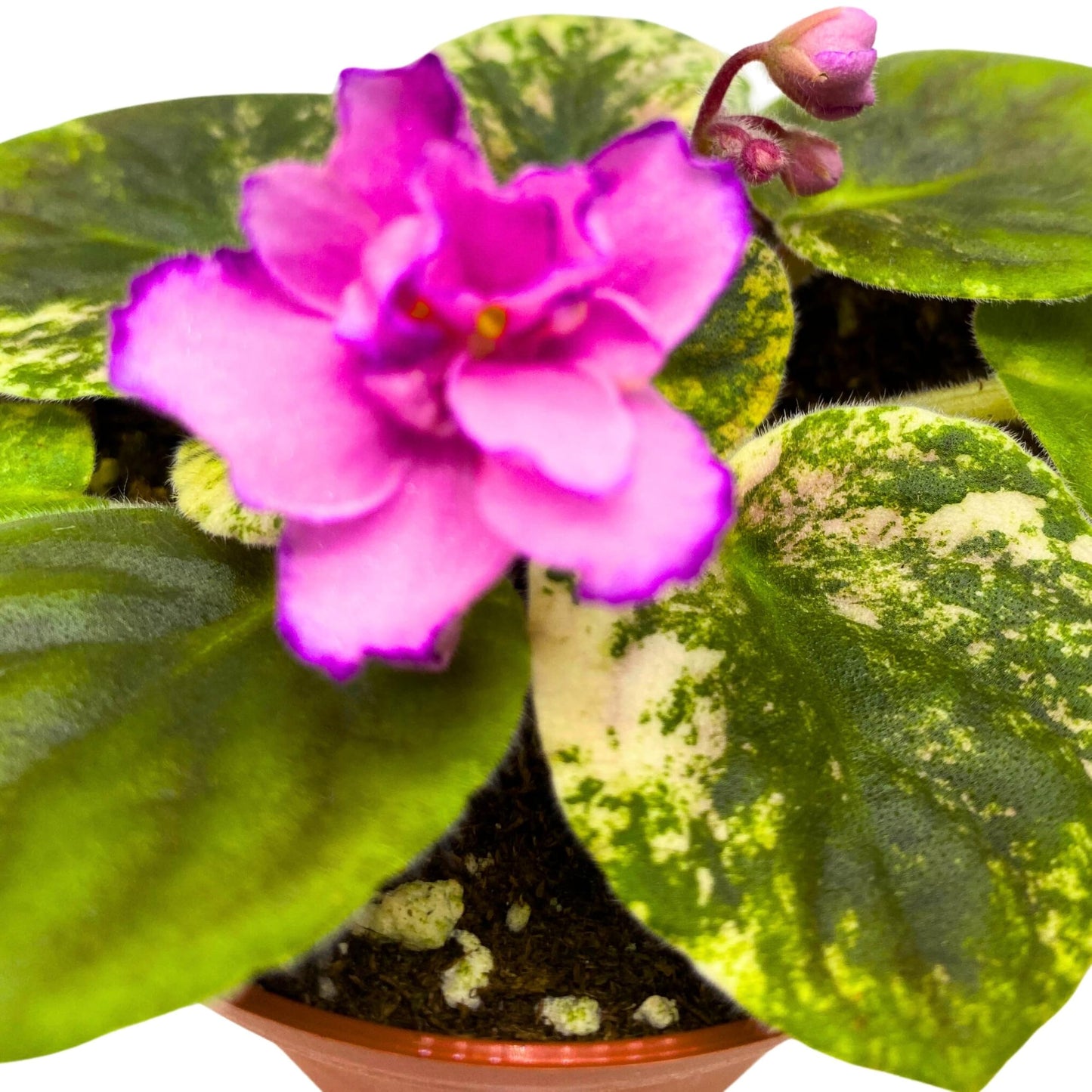 Harmony Foliage RS Bomond Variegated African Violet Saintpaulia 4 inch