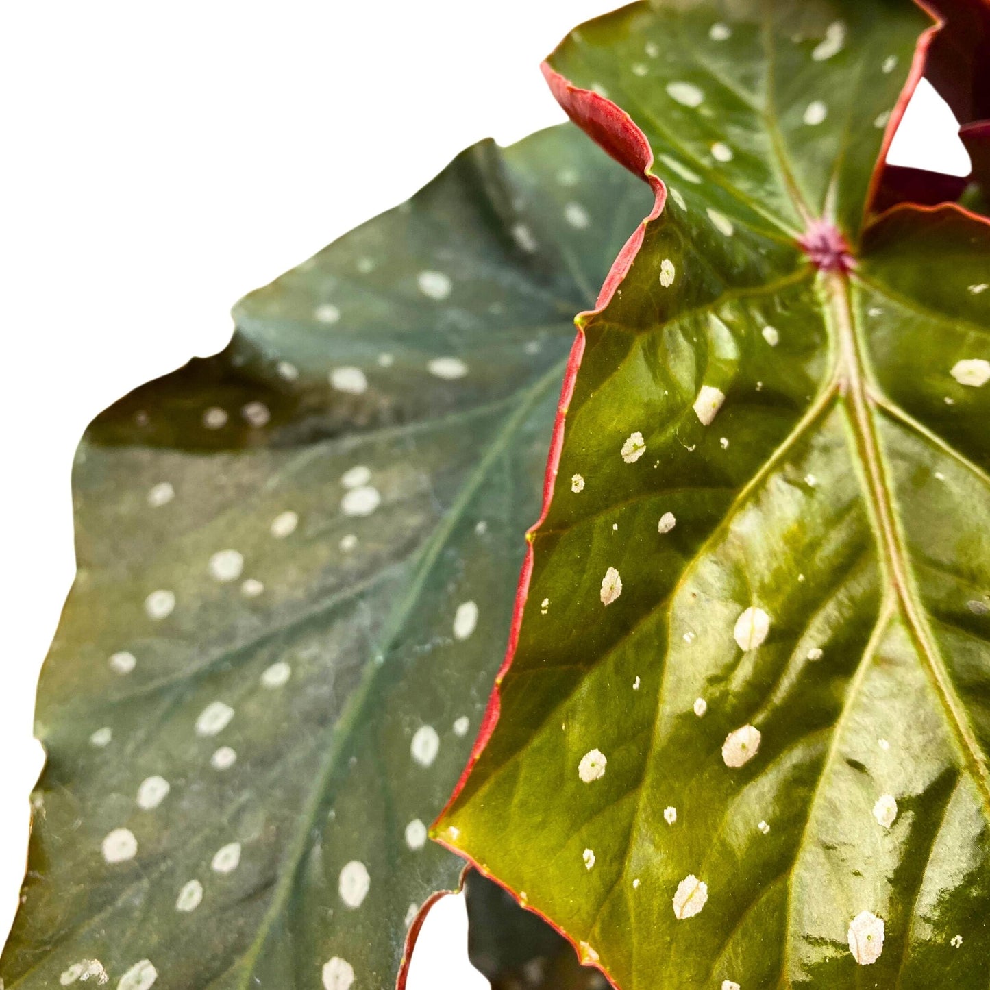 Harmony Foliage Harmony's Viper Angel Wing Cane Begonia 4 inch