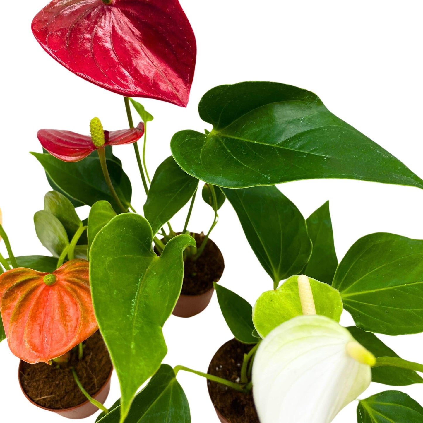 BubbleBlooms Anthurium Assortment 2 inch Set of 3