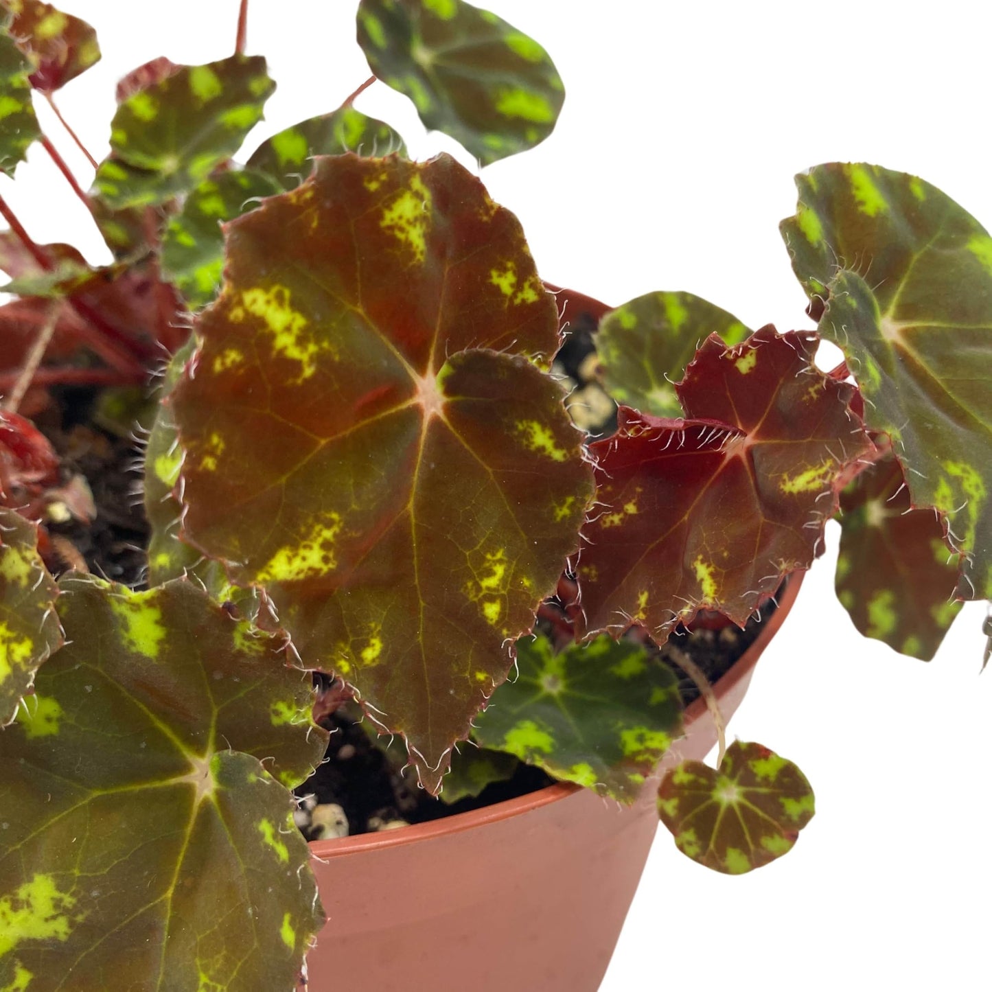 Harmony Foliage Begonia Kit Kat 6 inch Rhizomatous