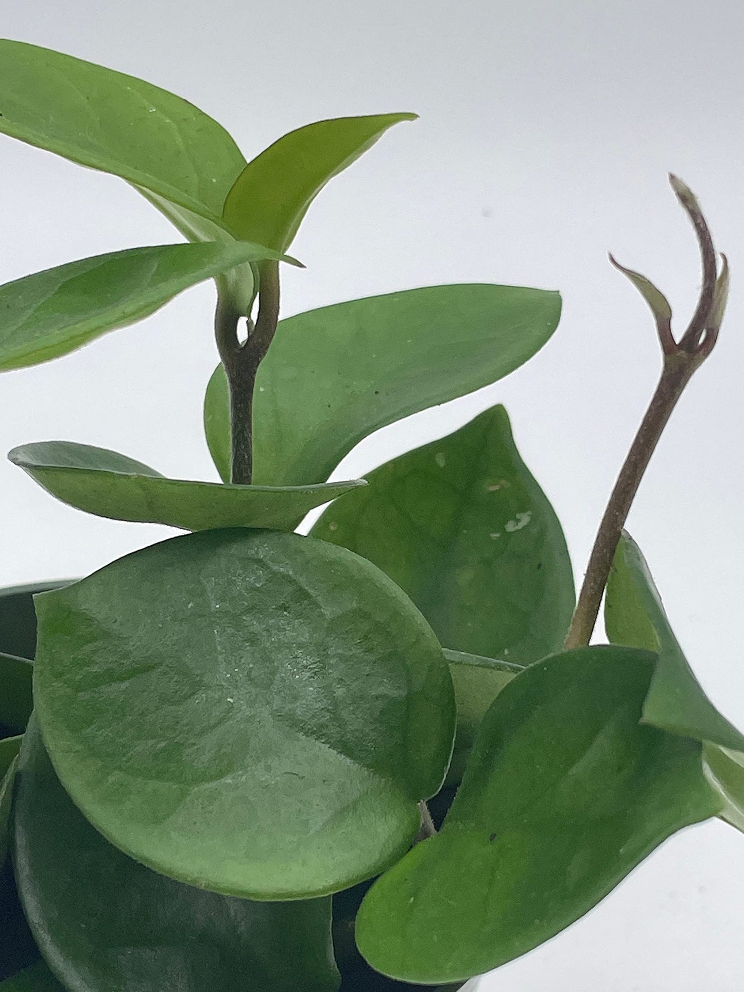 Hoya Chelsea Carnosa, Very Full 4" Potted Starter, Honeyplant Waxplant Porcelain Flower