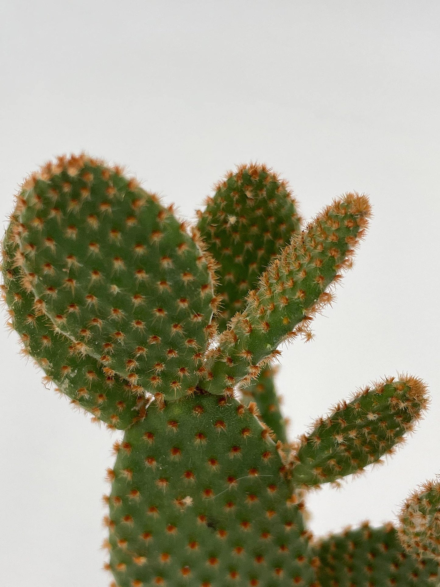 Bunny-Ears Prickly-pear Copper Red, Opuntia microdasys, Large Bunny Ears Prickly Pear with Copper Fuzz and Red Areoles in 2 inch Pot,