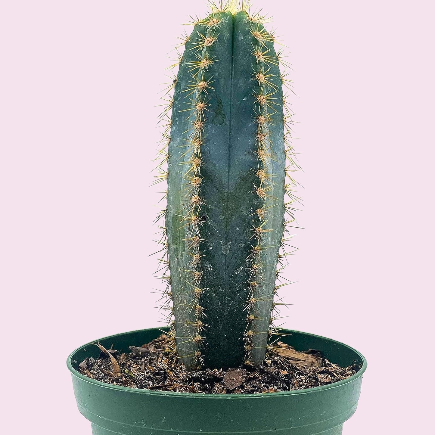 Blue Columnar Cactus, Pilosocereus pachycladus Cacti, Column Cactus, Blue Torch Cactus, Woolly Torch Cactus, in 4 inch Pot