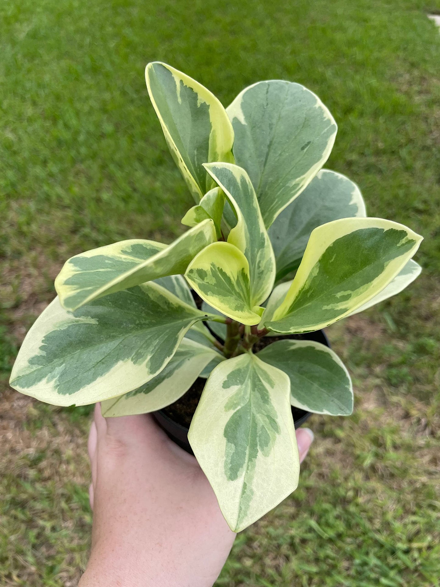 Variegated Peperomia obtusifolia, Marble Rubber Spoonleaf Plant, magnoliifolia rubberplant, in a 4 inch Pot,