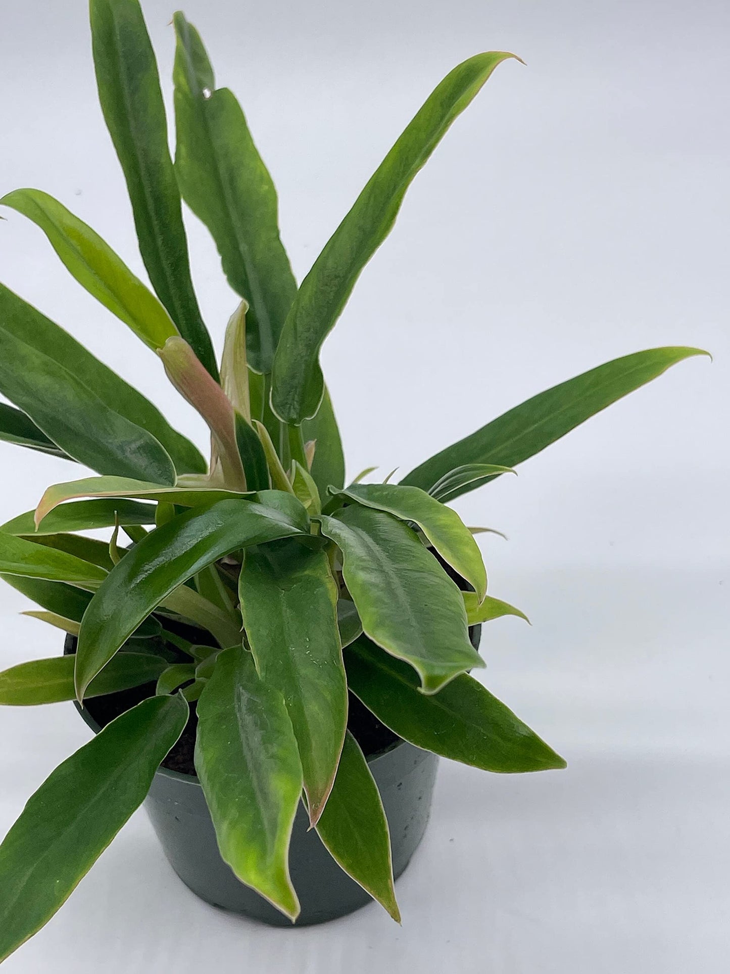 Philodendron Narrow, 4 inch