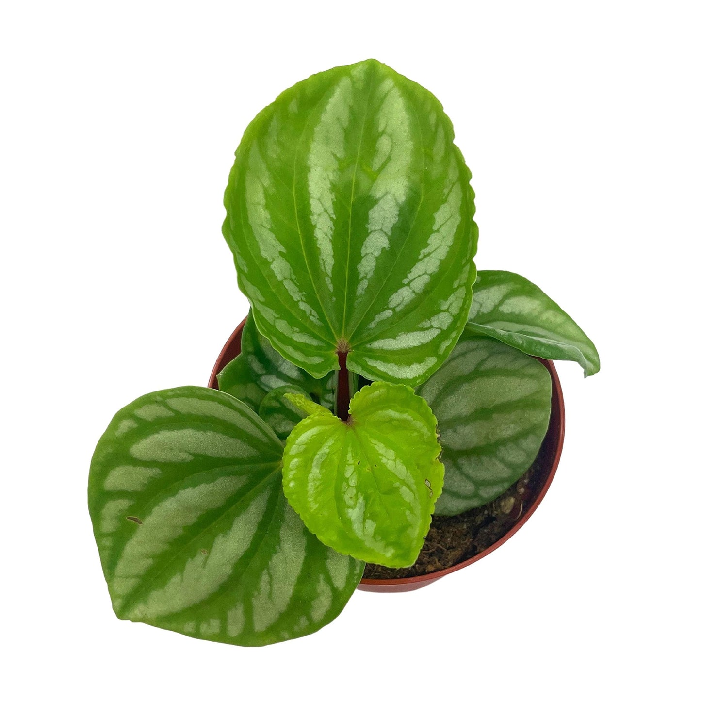 BubbleBlooms Peperomia Ecuador, 4 inch, Rare Pep Argyreia, Exotic House Plant