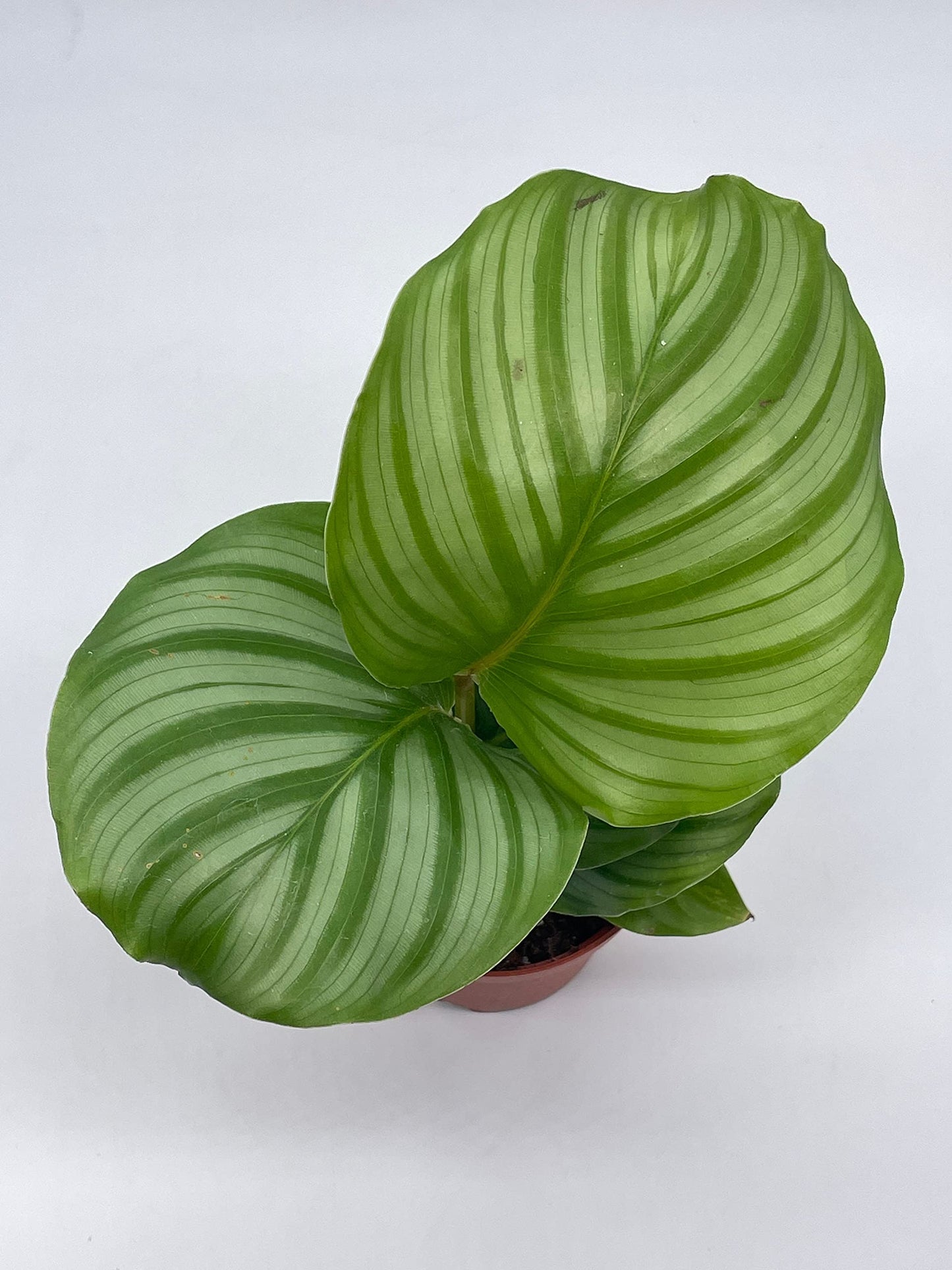 Calathea orbifolia, 4 inch, Round-Leaf calathea, Peacock Plant