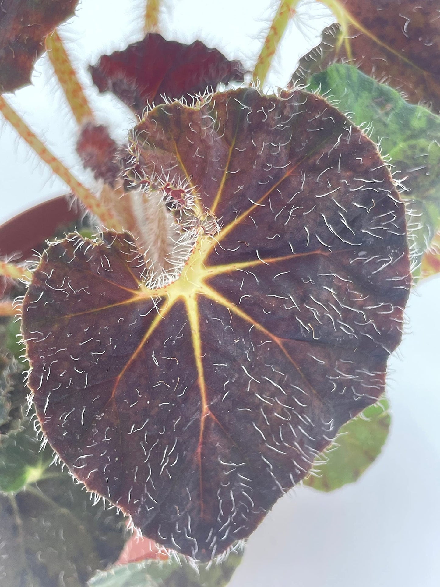 BubbleBlooms Harmony's Dark Purple Begonia Rex, Galaxy, with White Hairs, 4 inch Painted-Leaf Begonia, Unique Homegrown Exclusive, Variegated