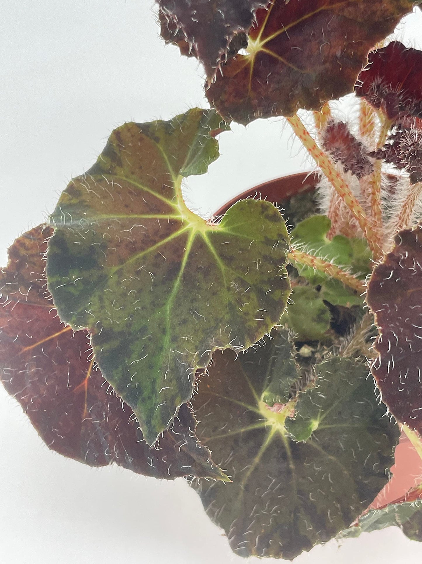 BubbleBlooms Harmony's Dark Purple Begonia Rex, Galaxy, with White Hairs, 4 inch Painted-Leaf Begonia, Unique Homegrown Exclusive, Variegated