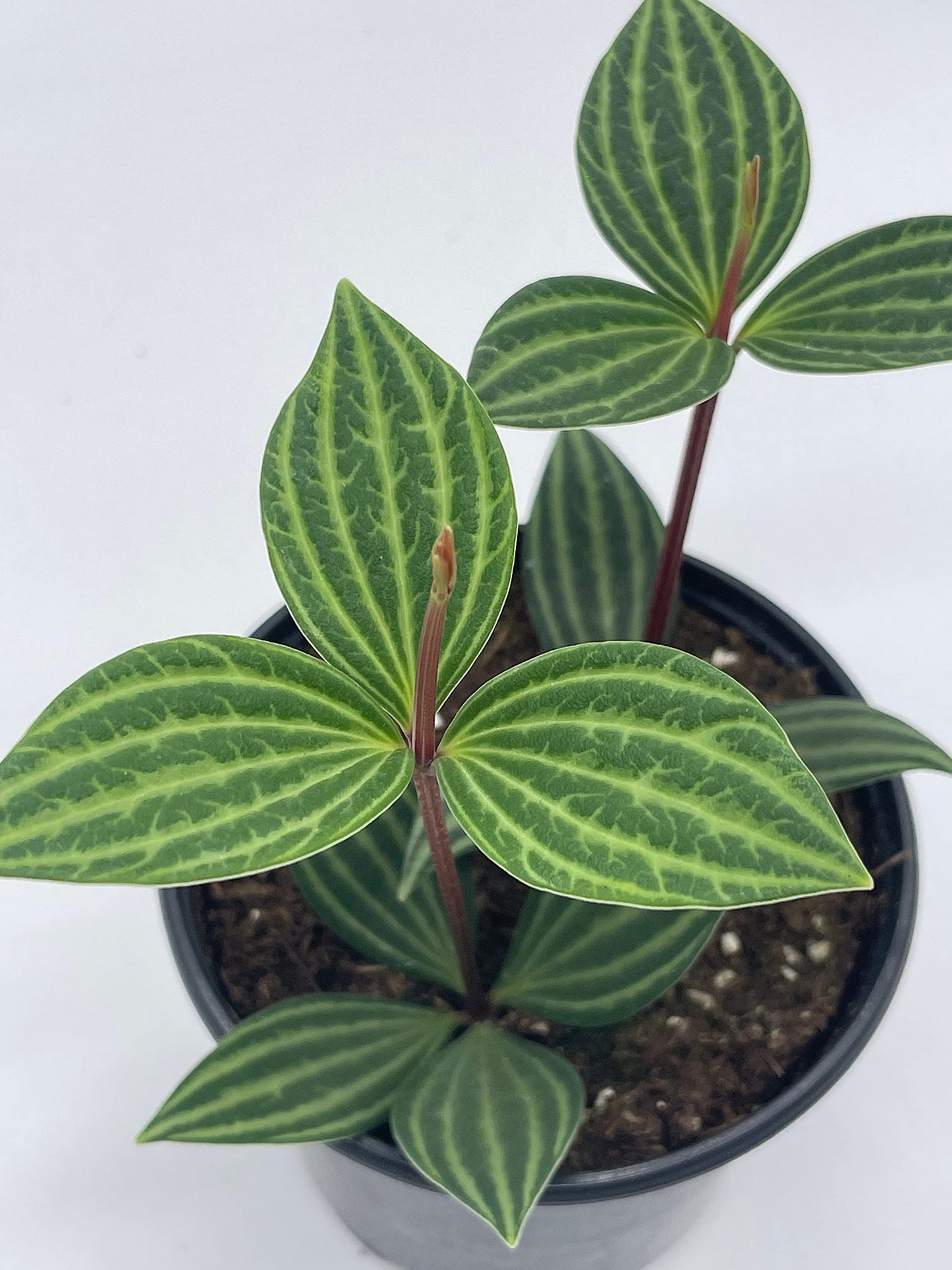 Peperomia Puteolata, 4 inch, Stilt Peperomia, Parallel Peperomia