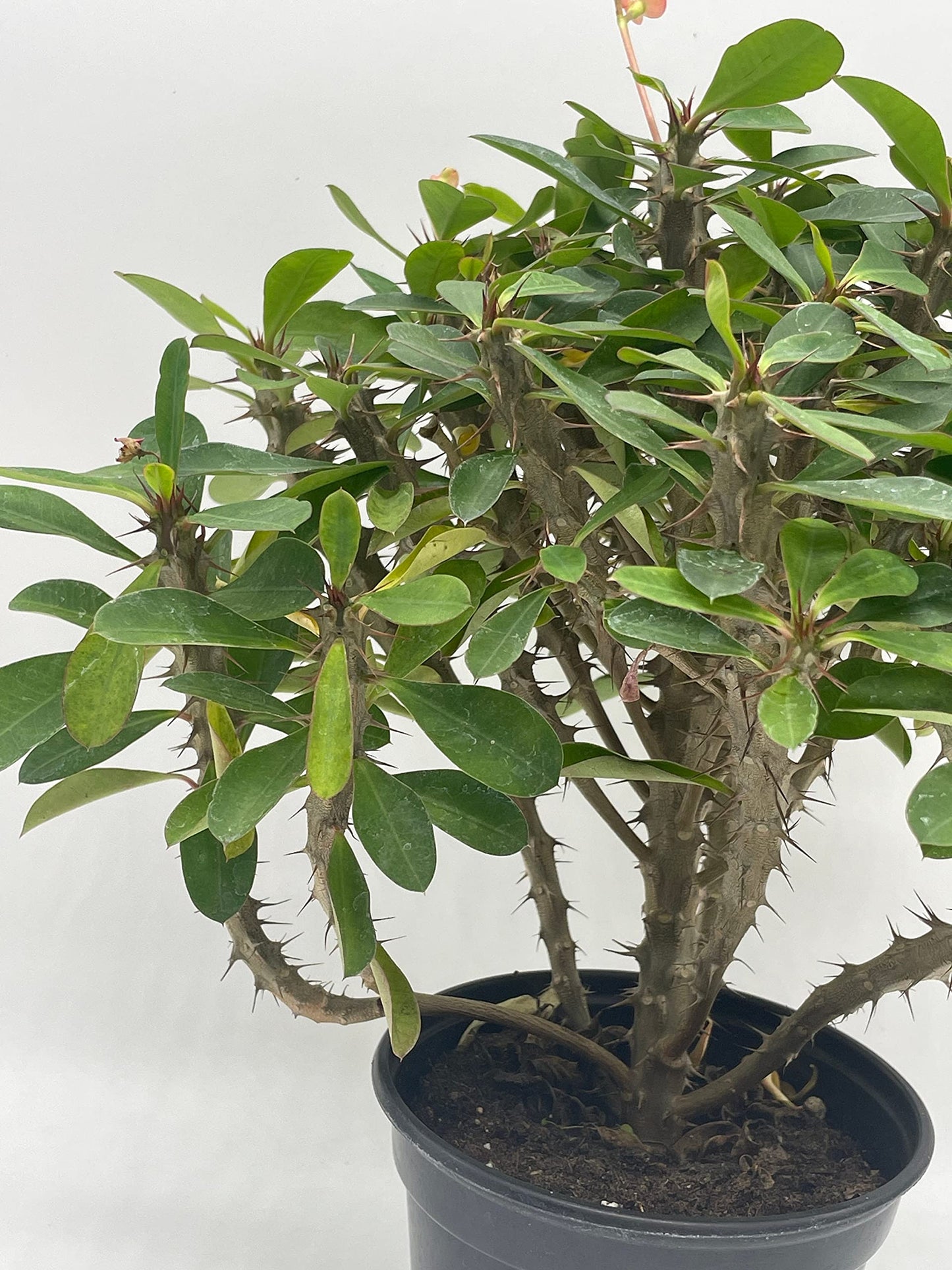 Crown of Thorns, Euphorbia milii, Madagascar Christ Thorn in a 4 inch Pot,