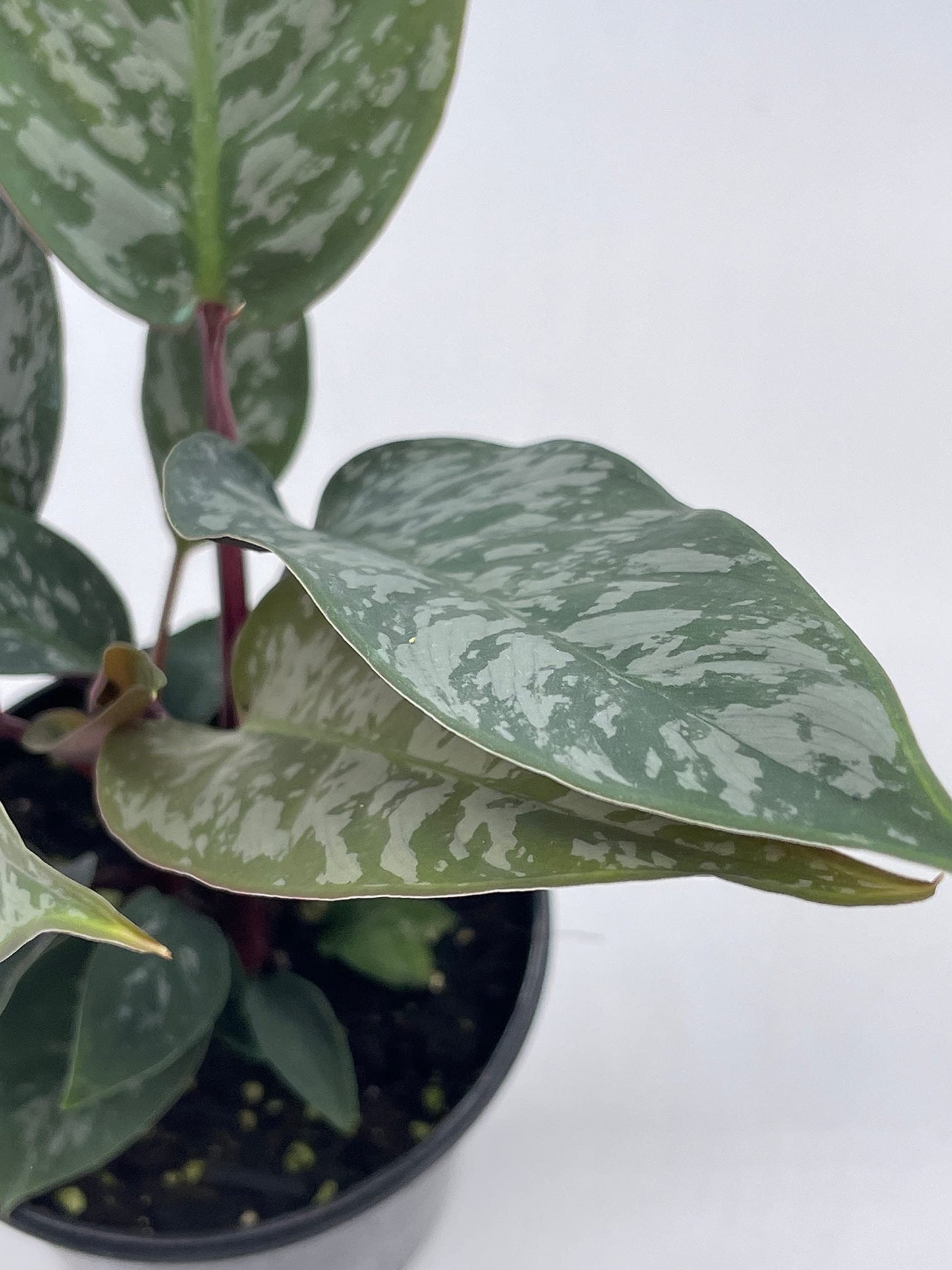 Apoballis Acuminatissima Lavallei, 4 inch, Rare Selby, Beautiful Houseplant