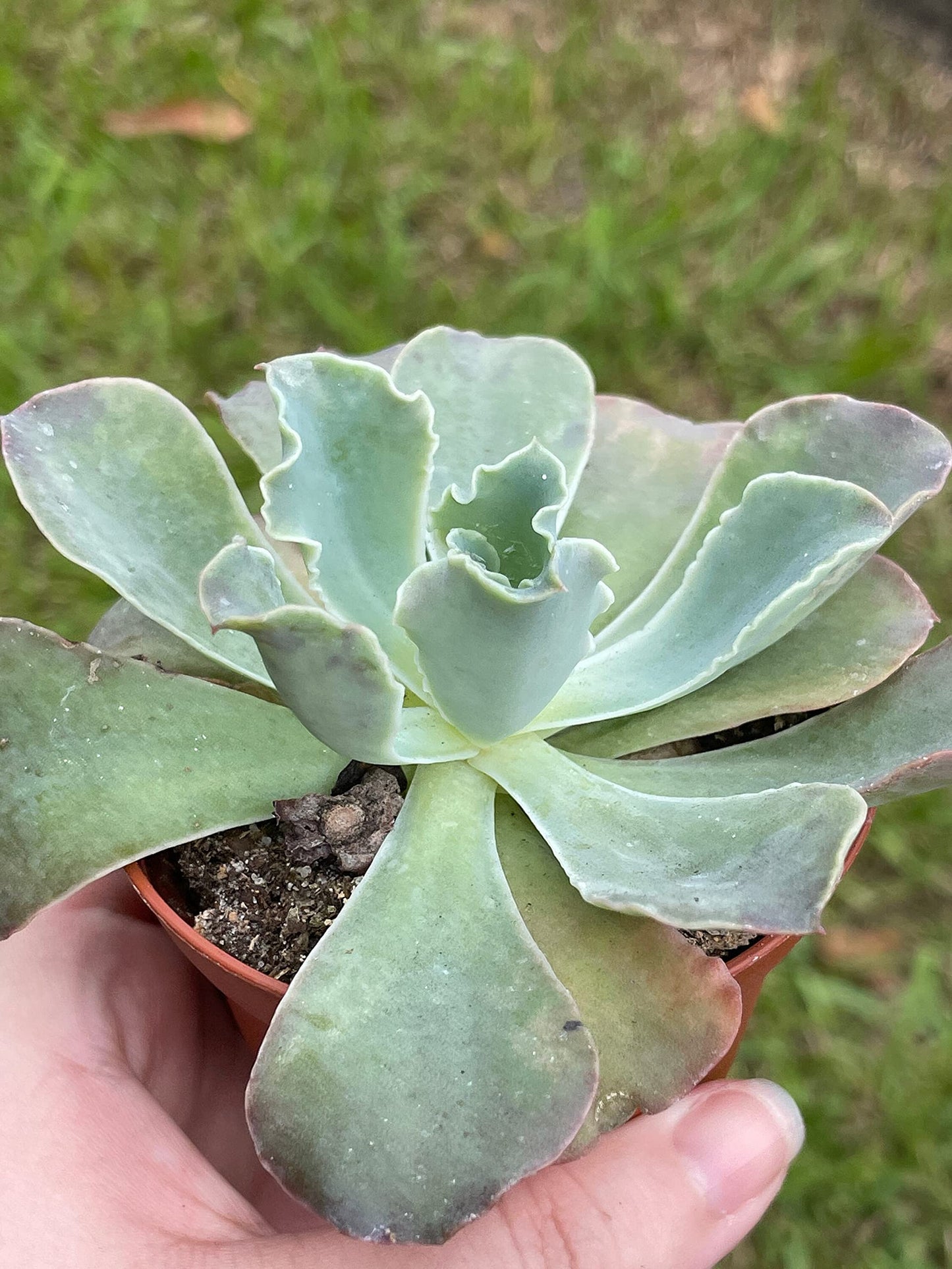 Echeveria shaviana, Mexican hens and Chicks, in 3 inch Pot