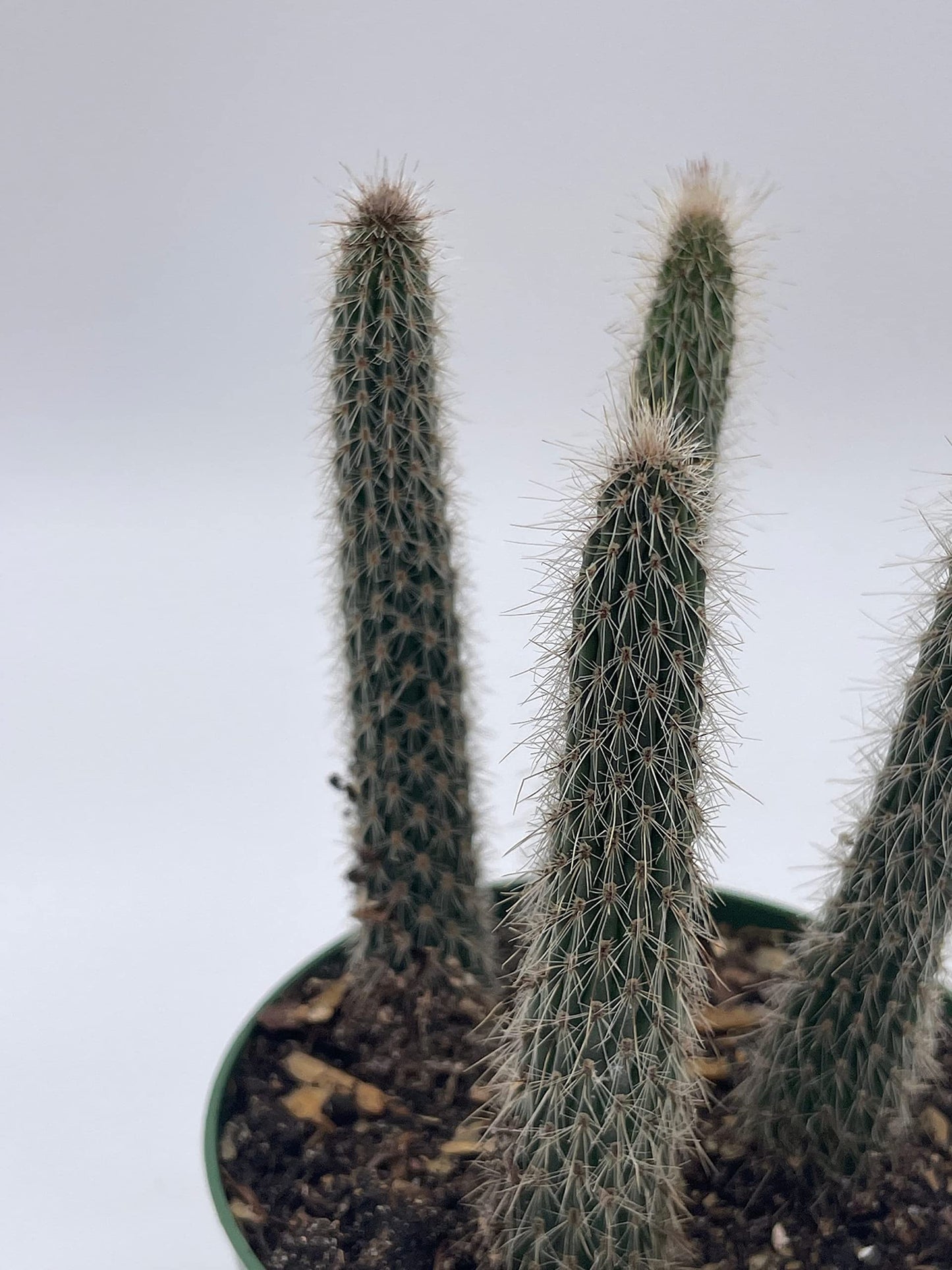 Old Man of The Andes, Oreocereus celsianus, Rare Cactus, 4 inch Pot, Well Rooted