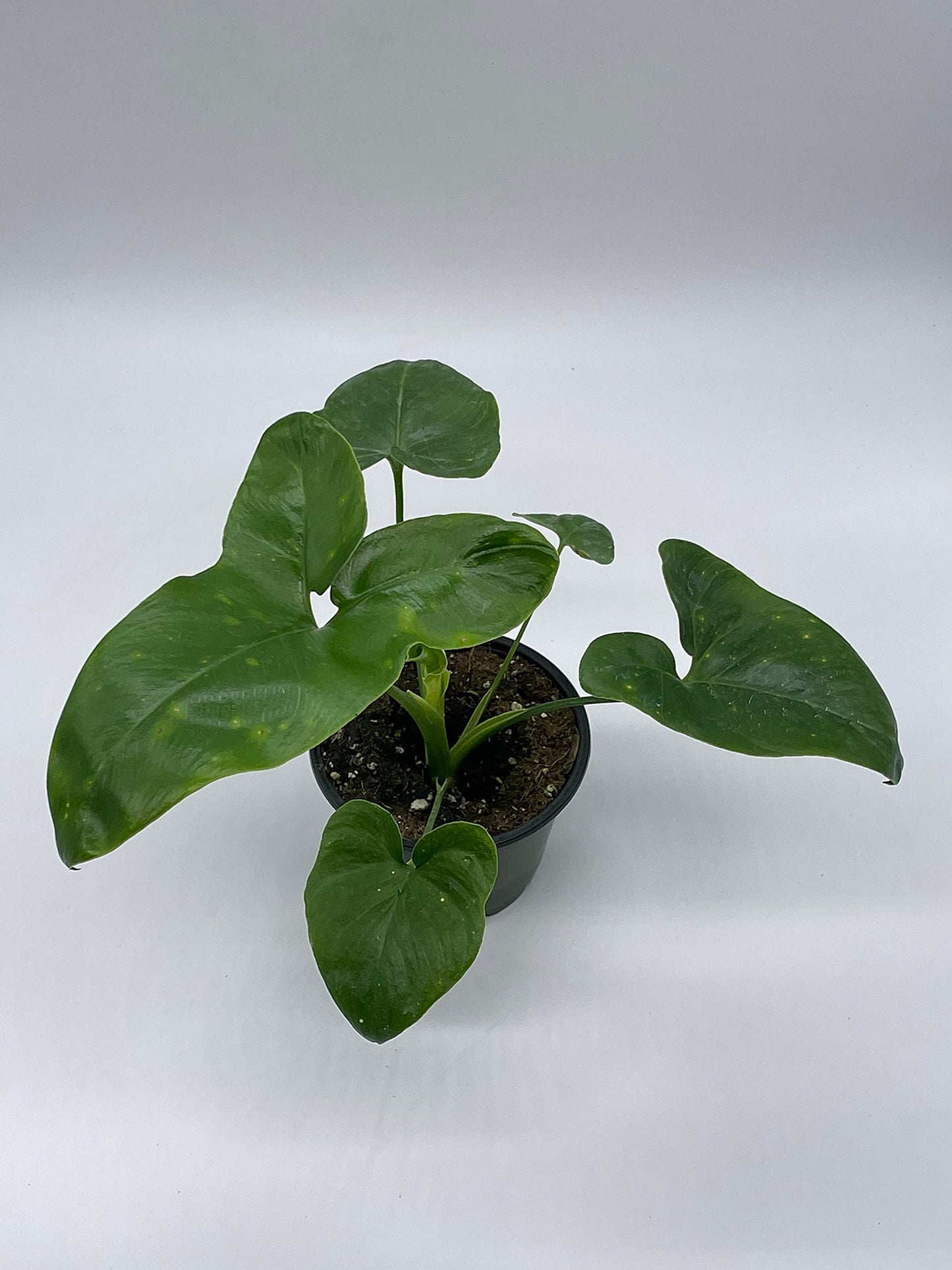 Philodendron Goeldii, 4 inch, Rare Gold Philo, Finger Leaf, Philodendron Fun Bun, Thaumatophyllum spruceanum