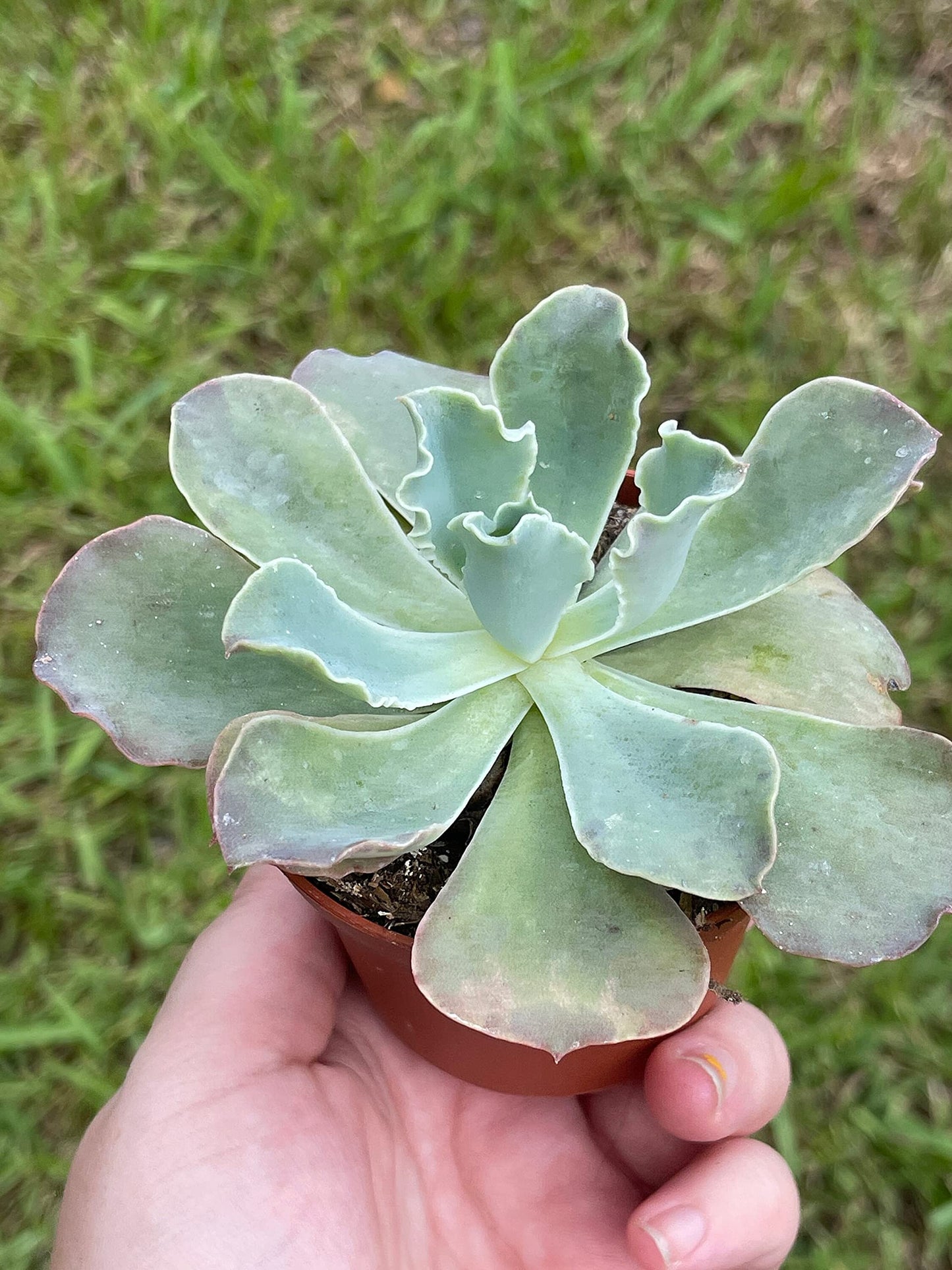 Echeveria shaviana, Mexican hens and Chicks, in 3 inch Pot