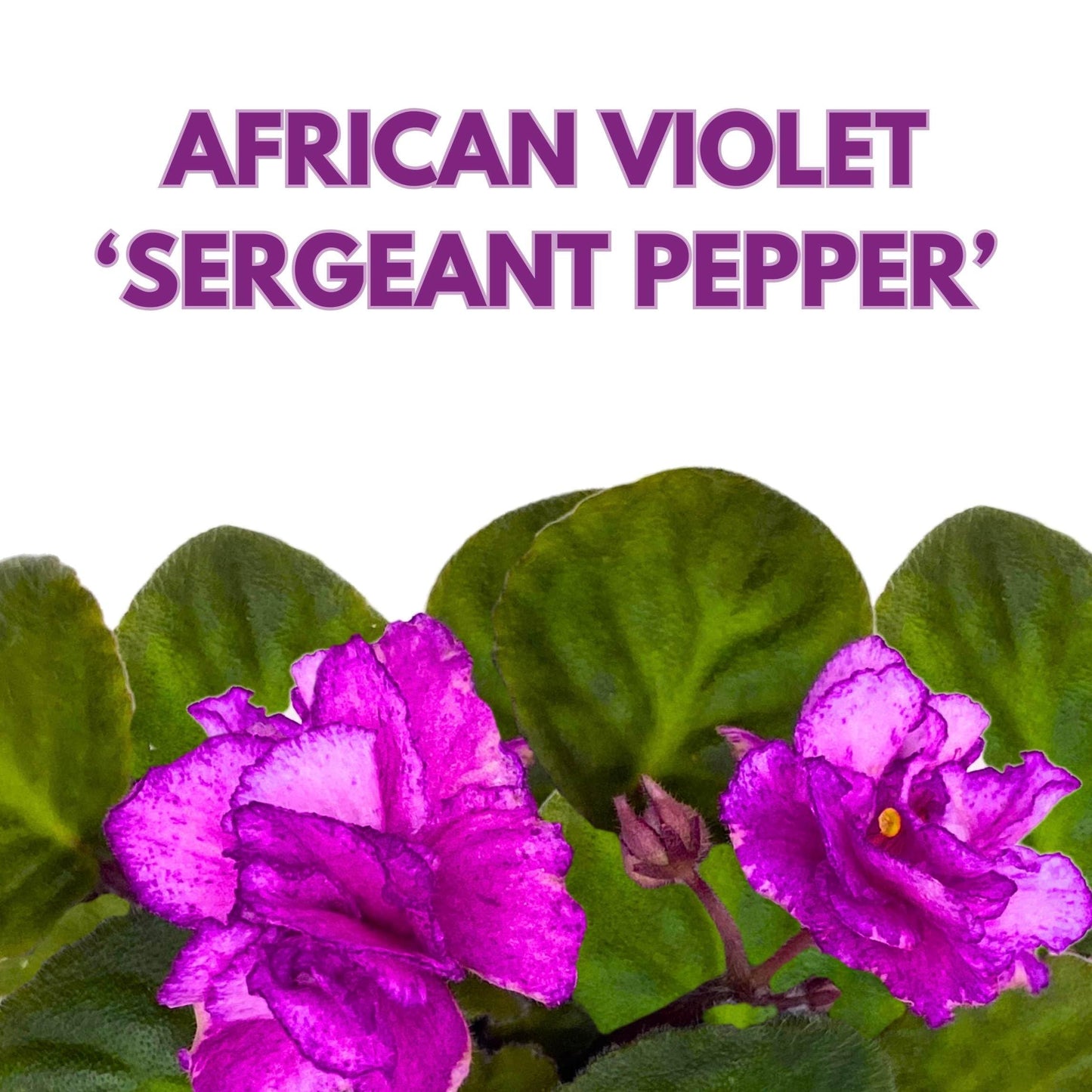 Harmony Foliage Sergeant Pepper African Violet Saintpaulia 4 inch