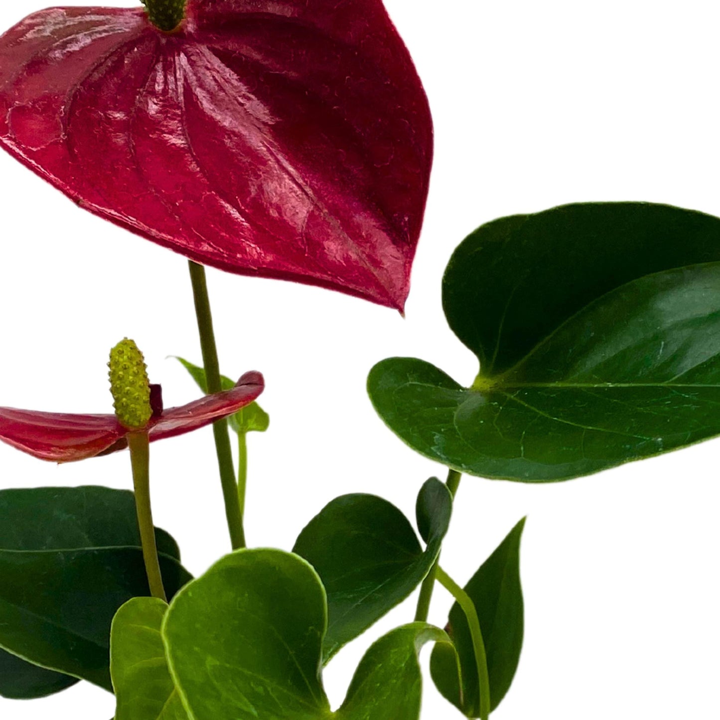 BubbleBlooms Anthurium Pearl Micro Champion 2 inch Dark Red Flower