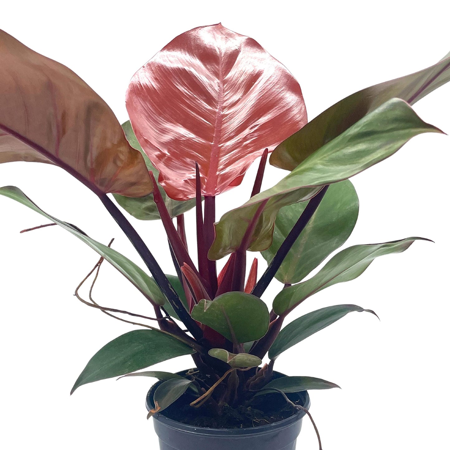 philodendron mccolley's finale care BubbleBlooms Philodendron McColley's Finale, 4 inch Bright Red Philo – Florida House Plants