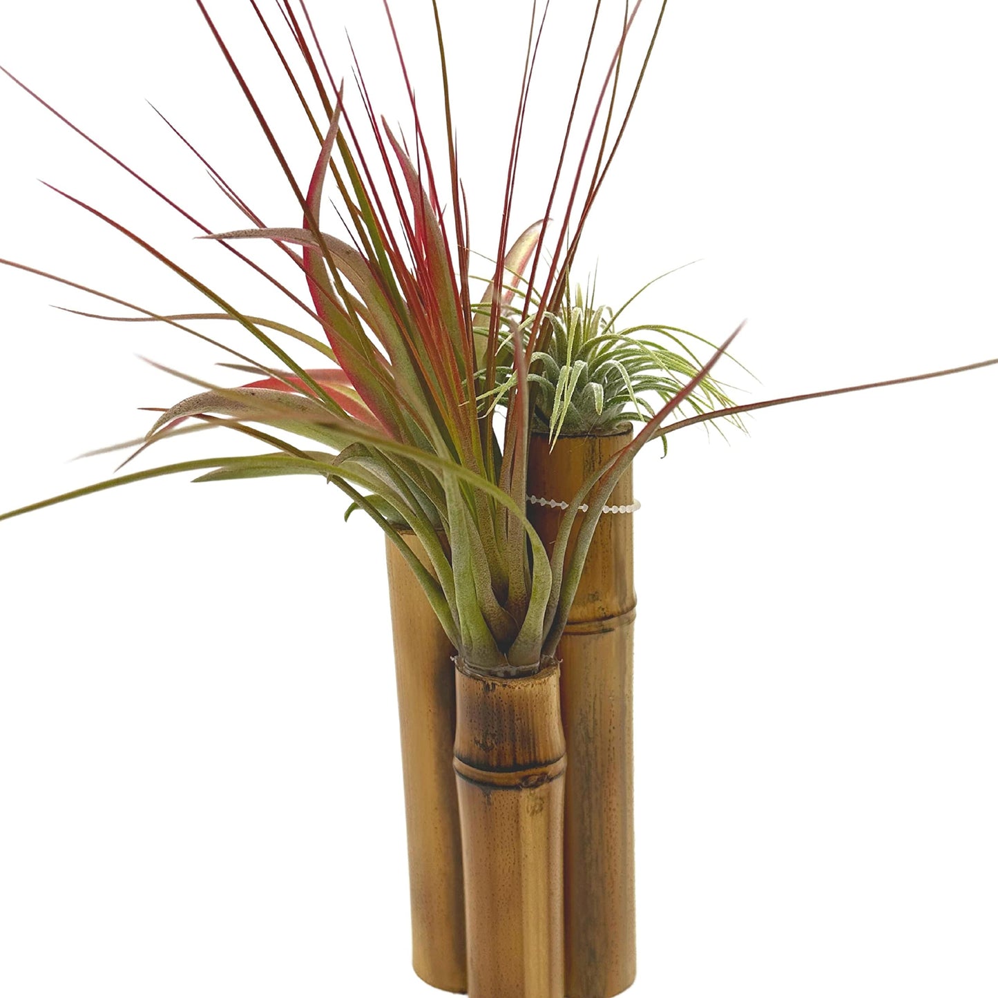 Bamboo Tillandsia Garden Mounted and Planted Moss, Air Plant Decoration