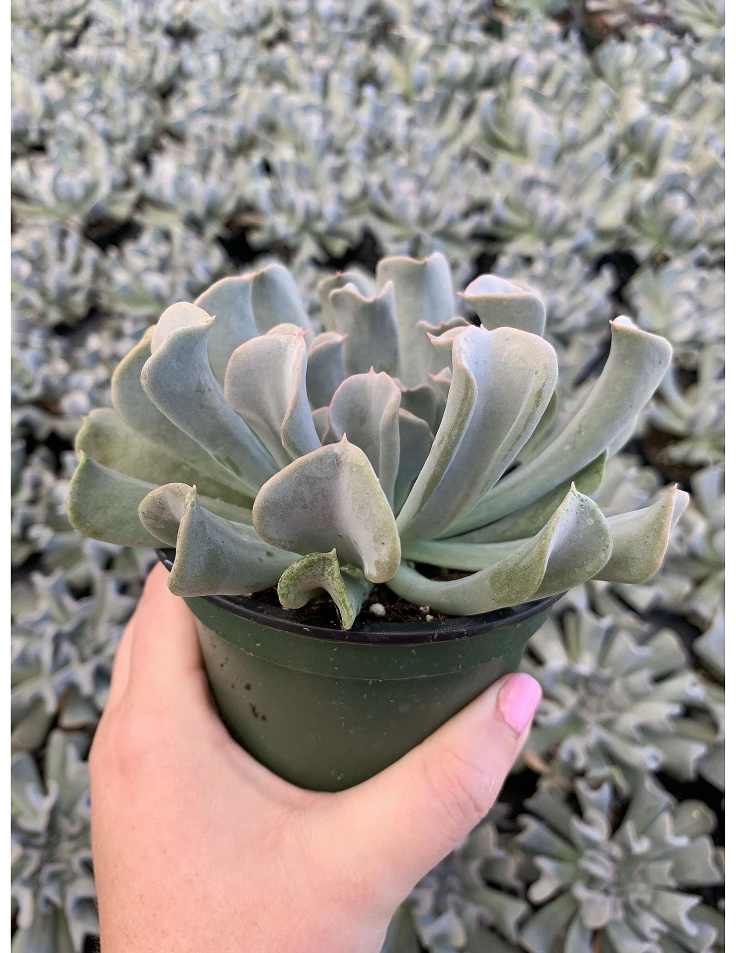 Topsy Turvy Succulent, Echeveria runyonii Mexican 'Hens and Chicks', Silver Spoons Echeveria, Upside-Down Echeveria Live Rare