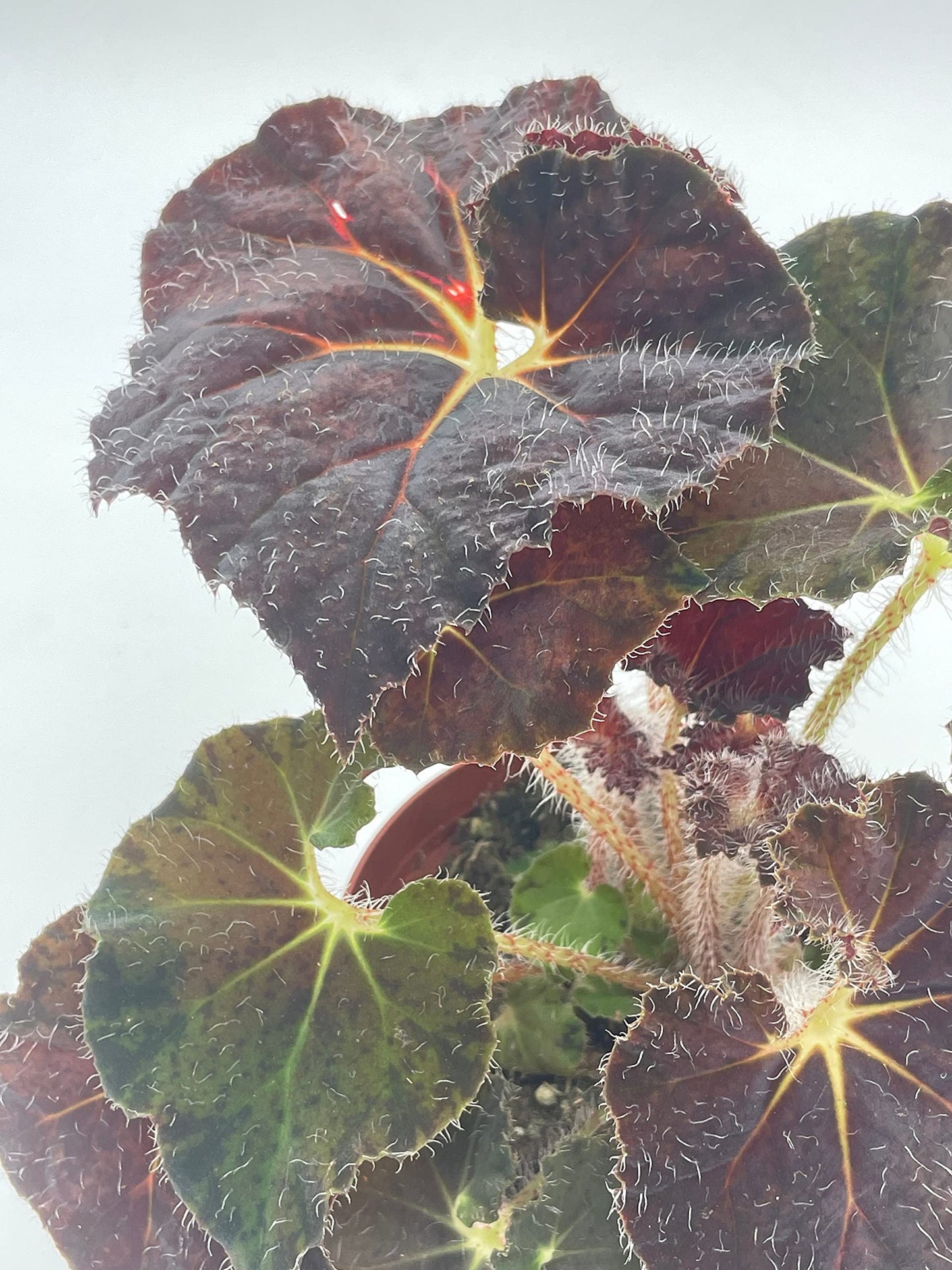 BubbleBlooms Harmony's Dark Purple Begonia Rex, Galaxy, with White Hairs, 4 inch Painted-Leaf Begonia, Unique Homegrown Exclusive, Variegated