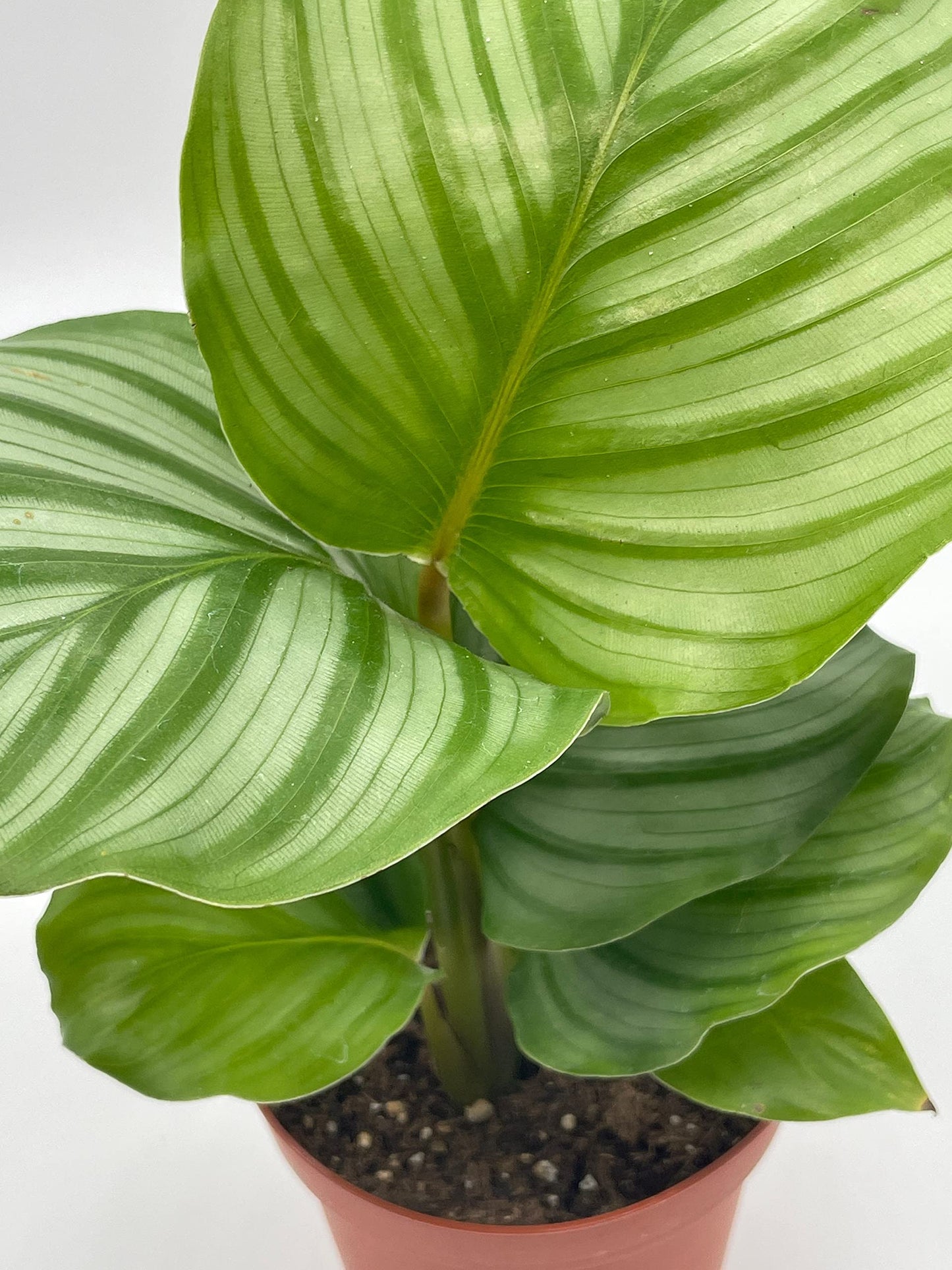 Calathea orbifolia, 4 inch, Round-Leaf calathea, Peacock Plant