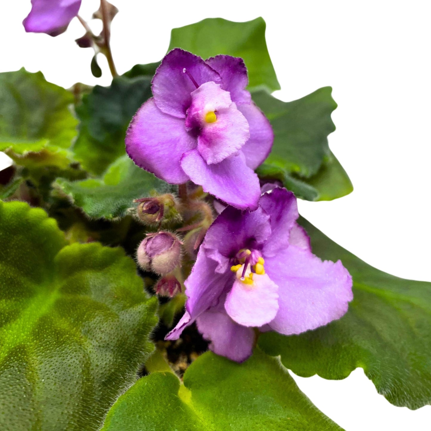 Harmony Foliage Cajun's Two to Tango African Violet Saintpaulia 4 inch