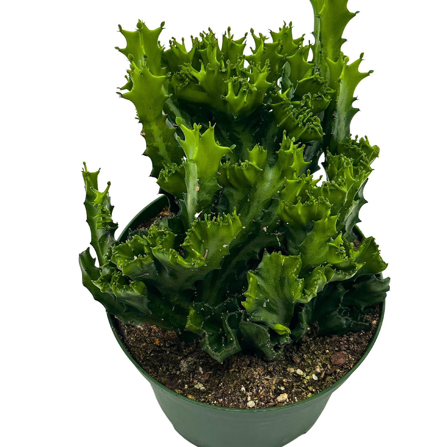 Green Crested African Milk Tree, 6 inch Pot, Twisted Euphorbia Trigona, Rare Mutation All Green