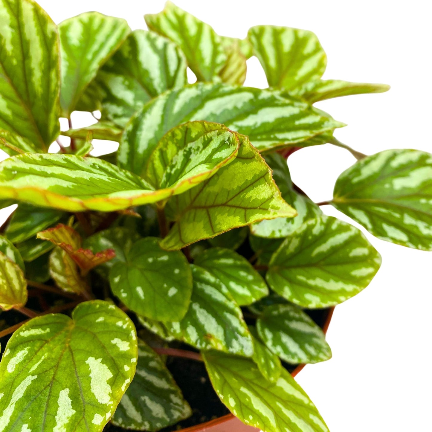 Harmony Foliage Begonia U604 6 inch Rhizomatous