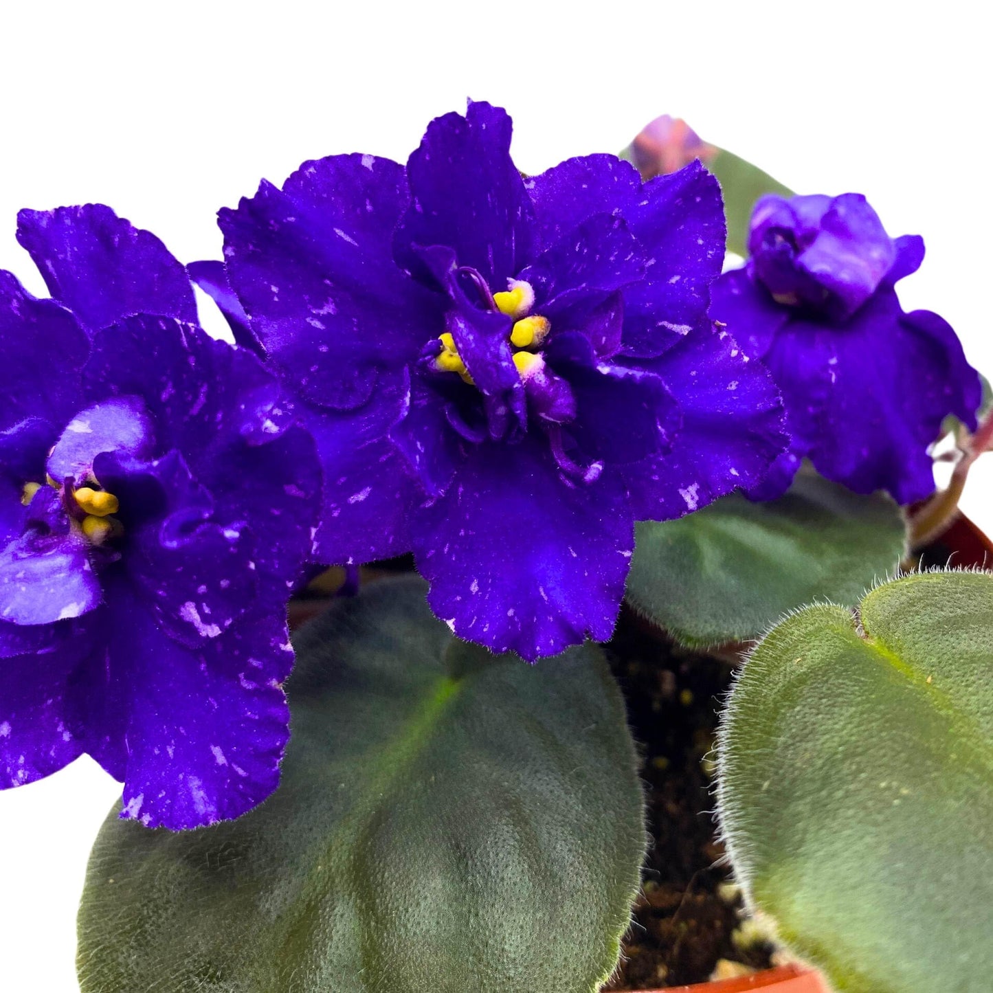 Harmony Foliage Sora Fuzzy Face African Violet Saintpaulia 4 inch